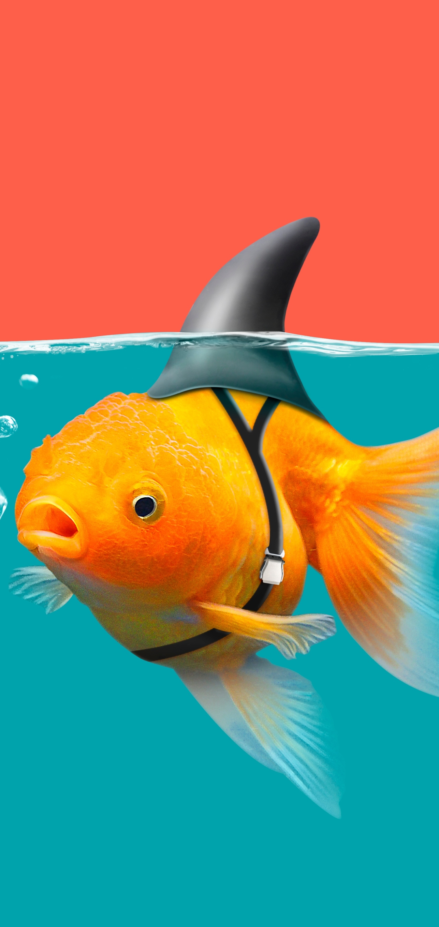 1151321 Bild herunterladen humor, fische, goldfisch, goldfische - Hintergrundbilder und Bildschirmschoner kostenlos