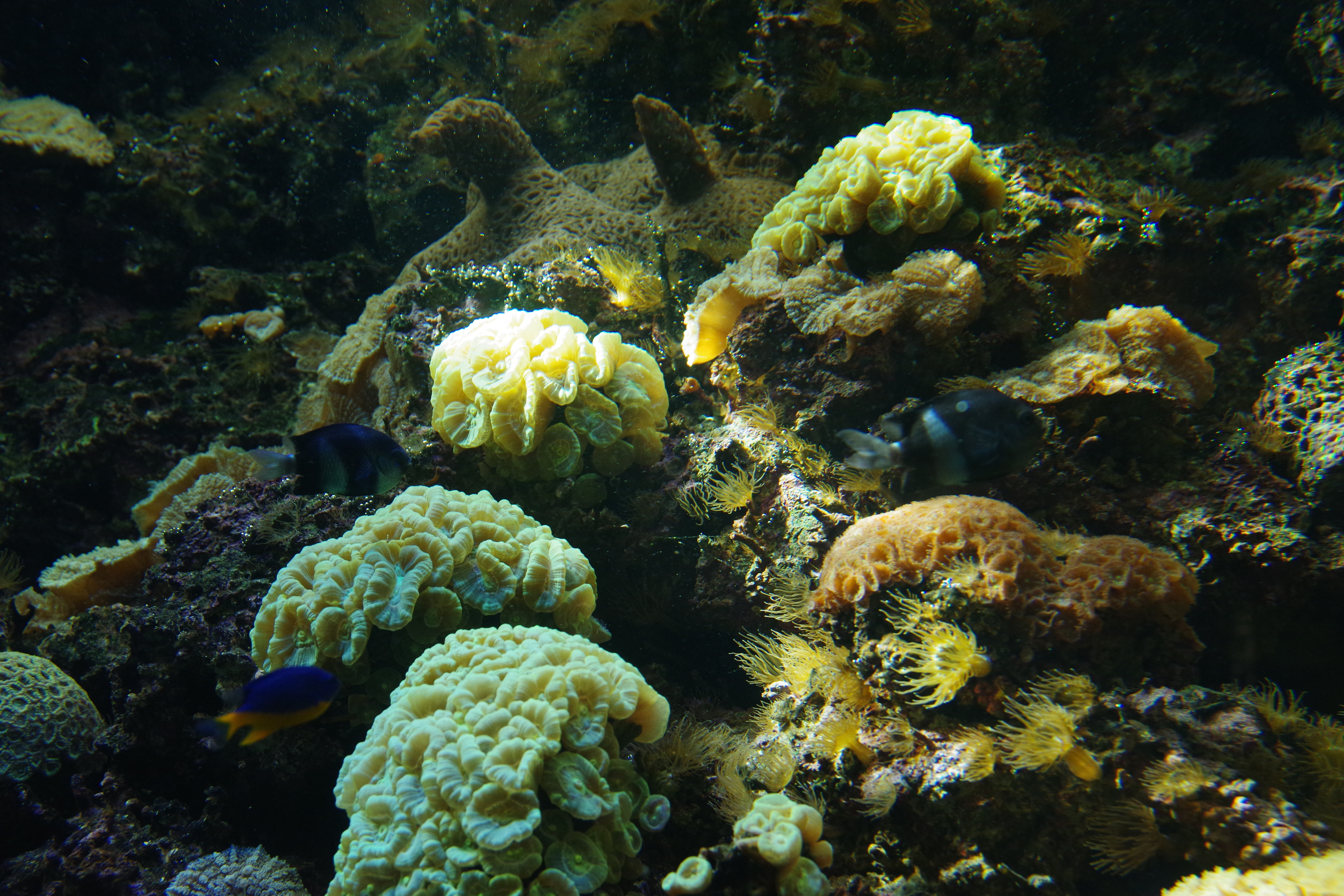 157634 baixar imagens natureza, peixes, coral, aquário, algas marinhas, alga - papéis de parede e protetores de tela gratuitamente