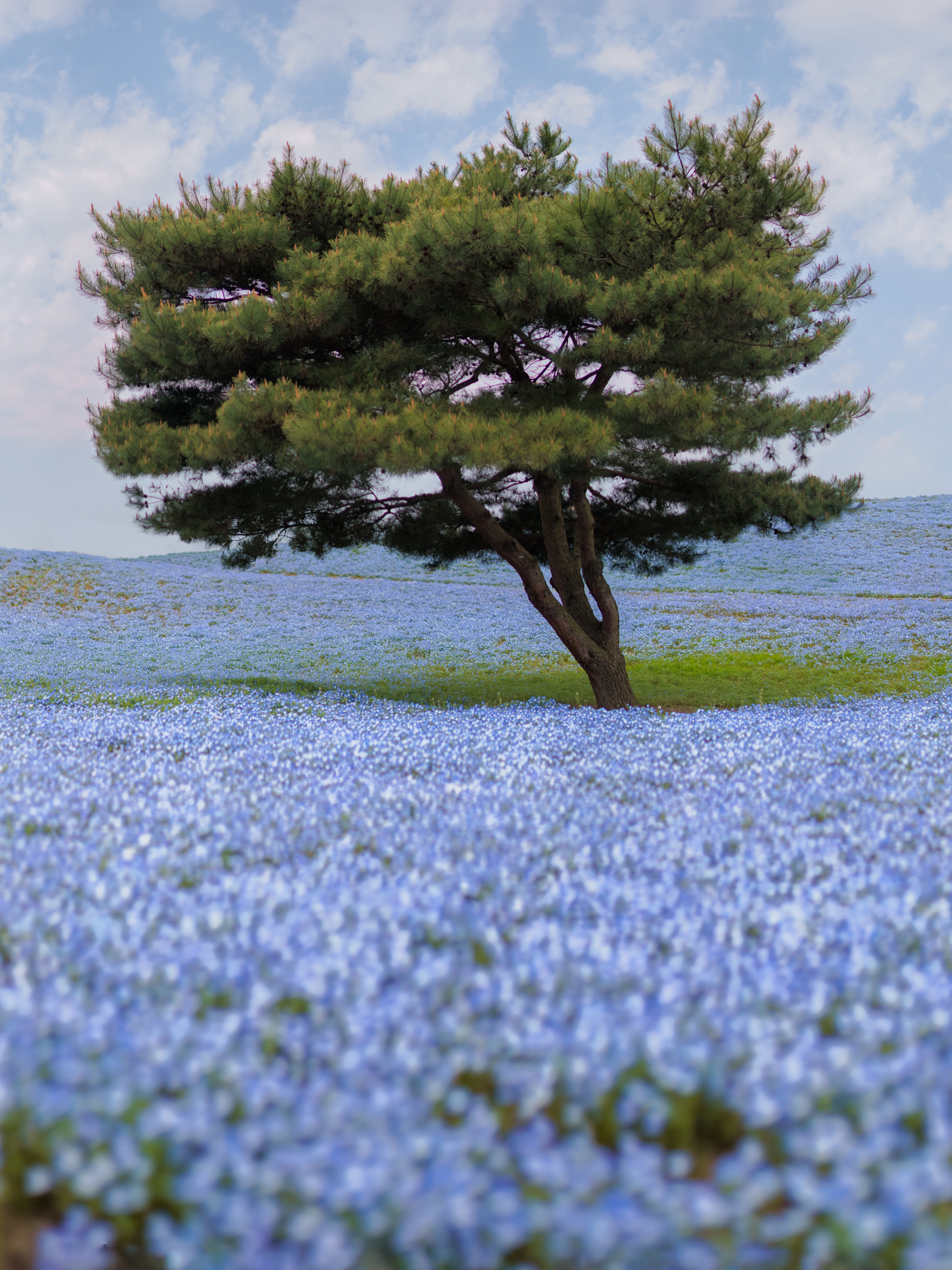 Nemophila Flower Field Ultra HD Desktop Background Wallpaper for 4K UHD TV  : Widescreen & UltraWide Desktop & Laptop : Multi Display, Dual Monitor :  Tablet : Smartphone