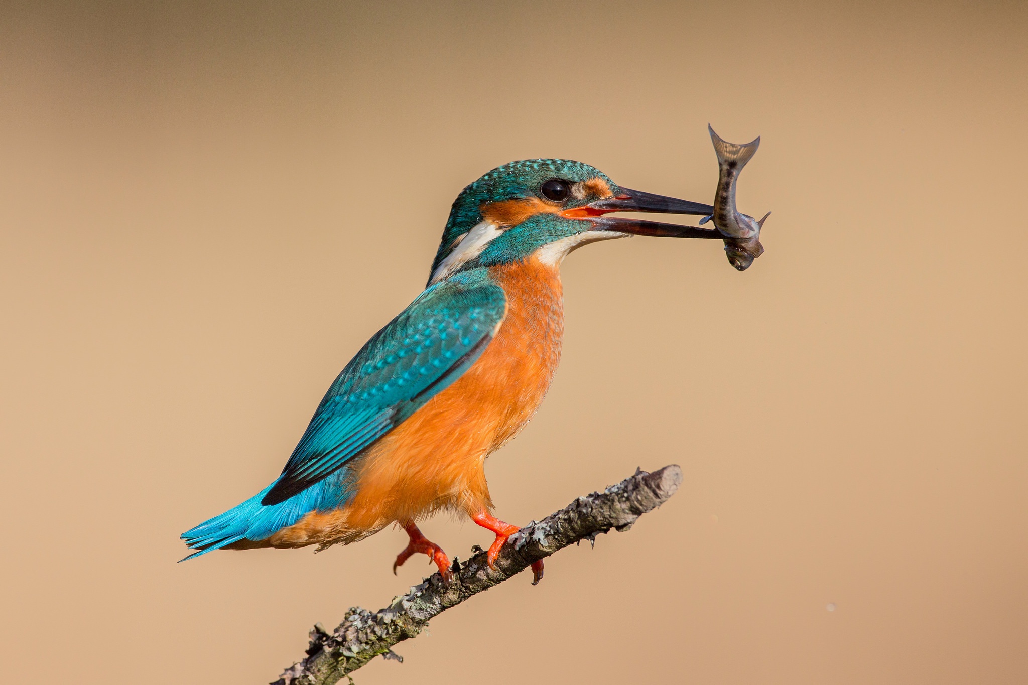 Fishing birds. Обыкновенный Зимородок. Обыкновенный Зимородок с рыбой. Зимородок Перелетная птица. Обыкновенный или голубой Зимородок.