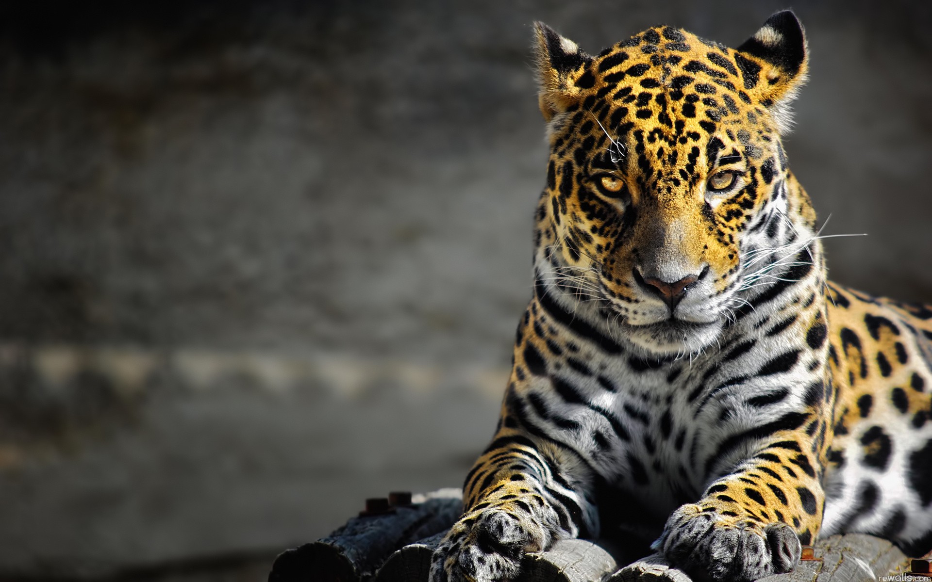210362 baixar papel de parede animais, leopardo, gatos - protetores de tela e imagens gratuitamente