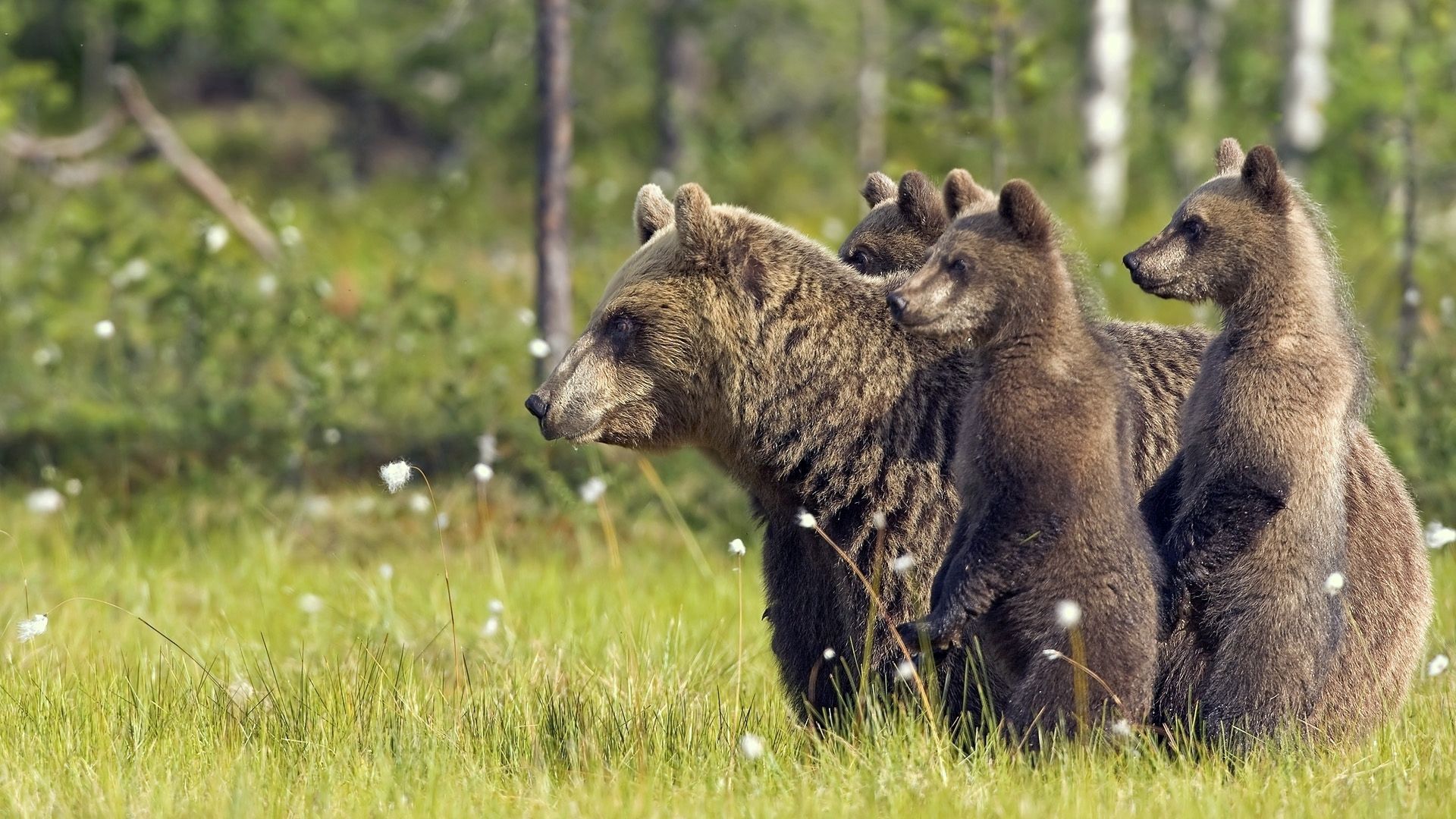 family, animals, bears, young, stroll, cubs