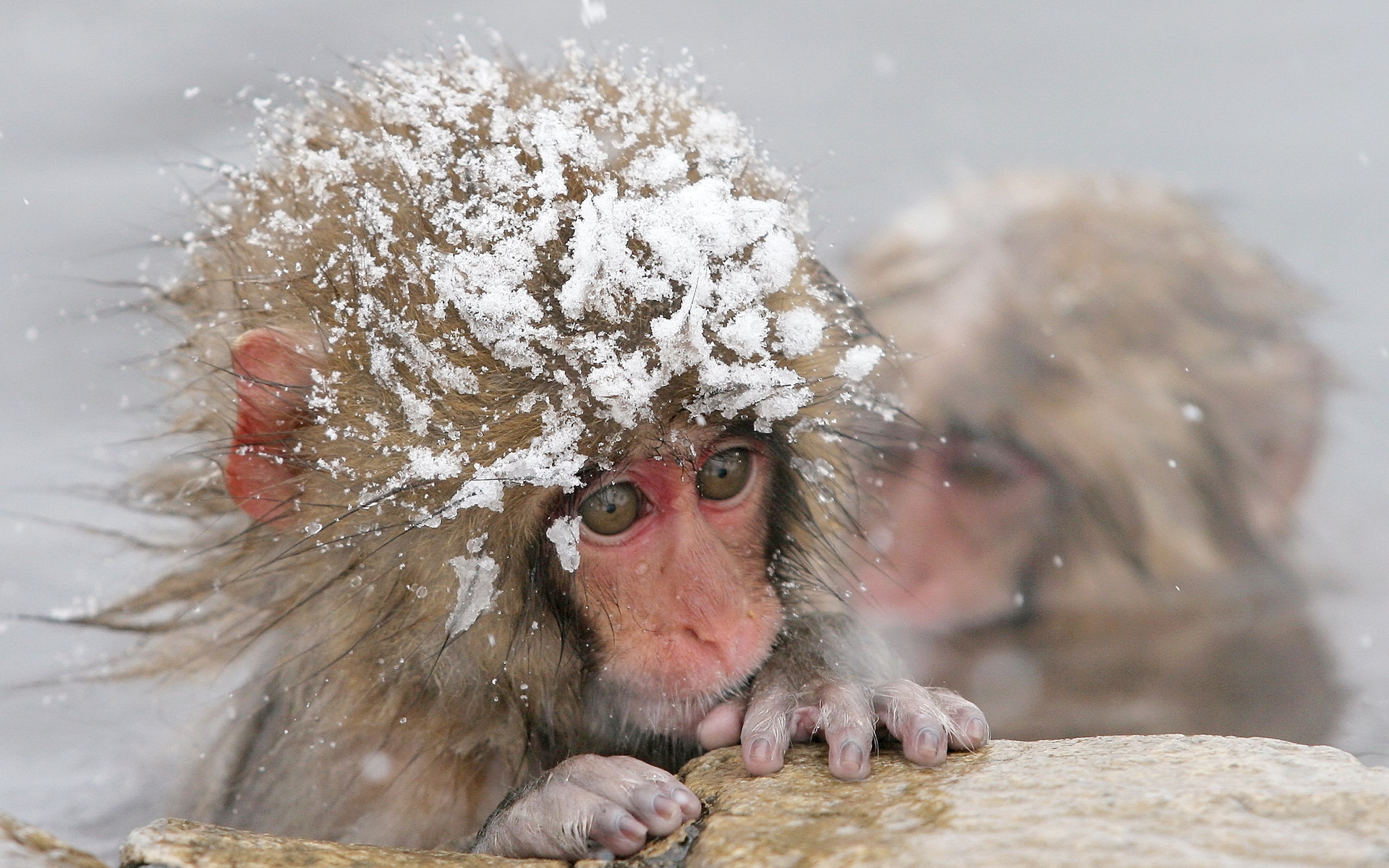 221624 télécharger l'image animaux, macaque japonais, singes - fonds d'écran et économiseurs d'écran gratuits