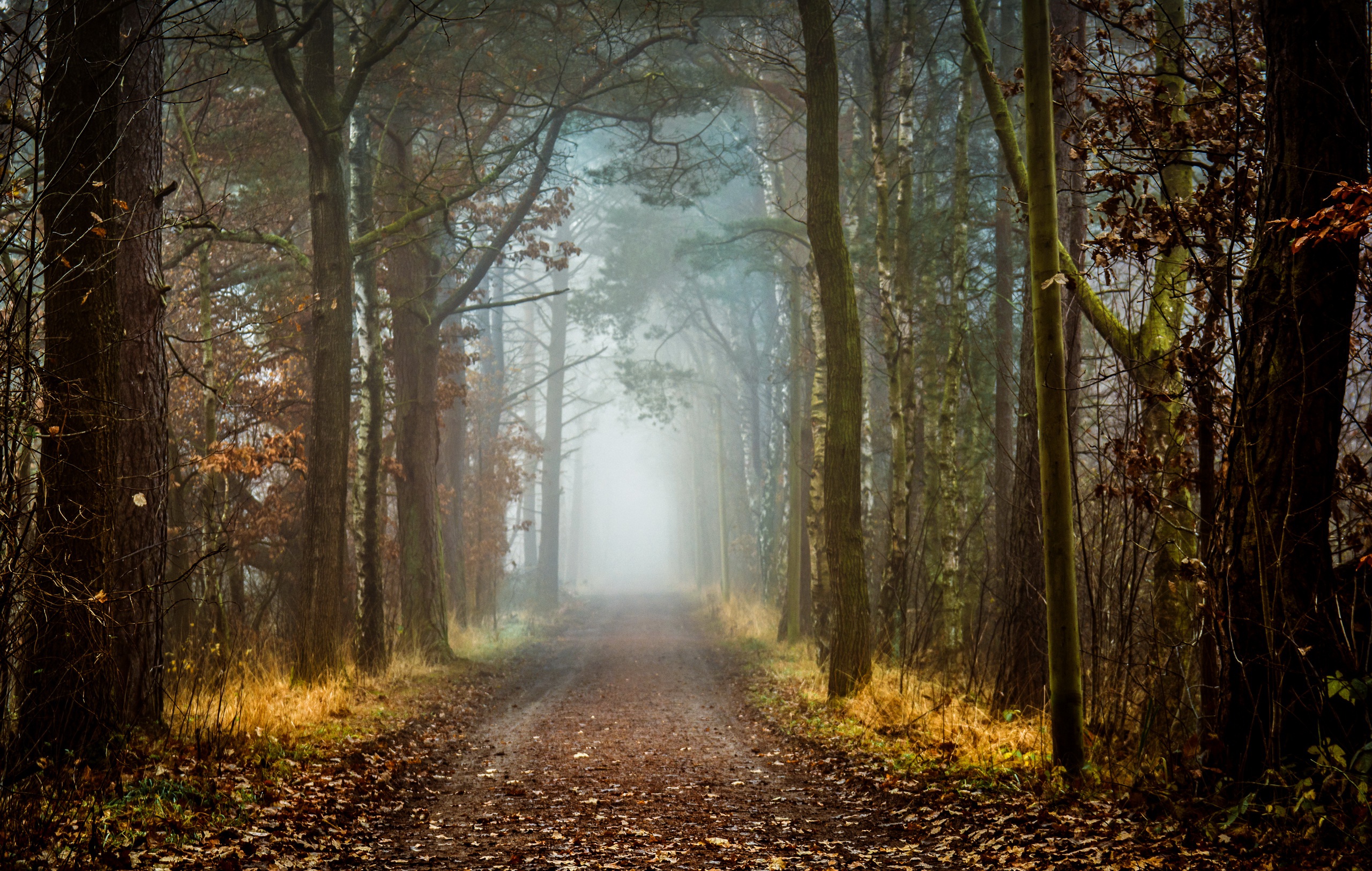 Free download wallpaper Nature, Forest, Fog, Fall, Earth, Path, Dirt Road on your PC desktop