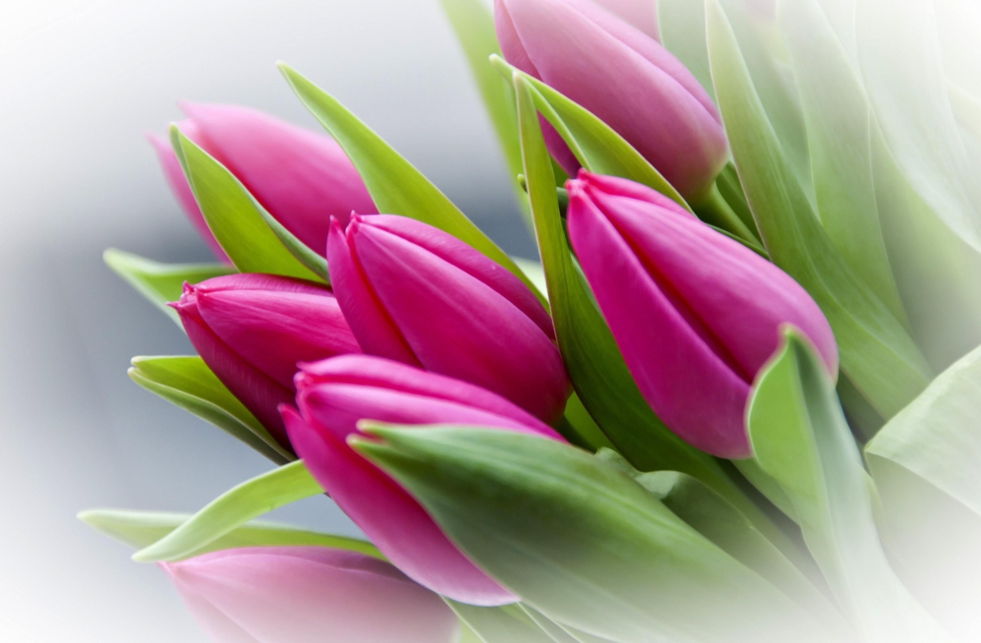 Красивые картинки тюльпанов на рабочий стол (38 фото)