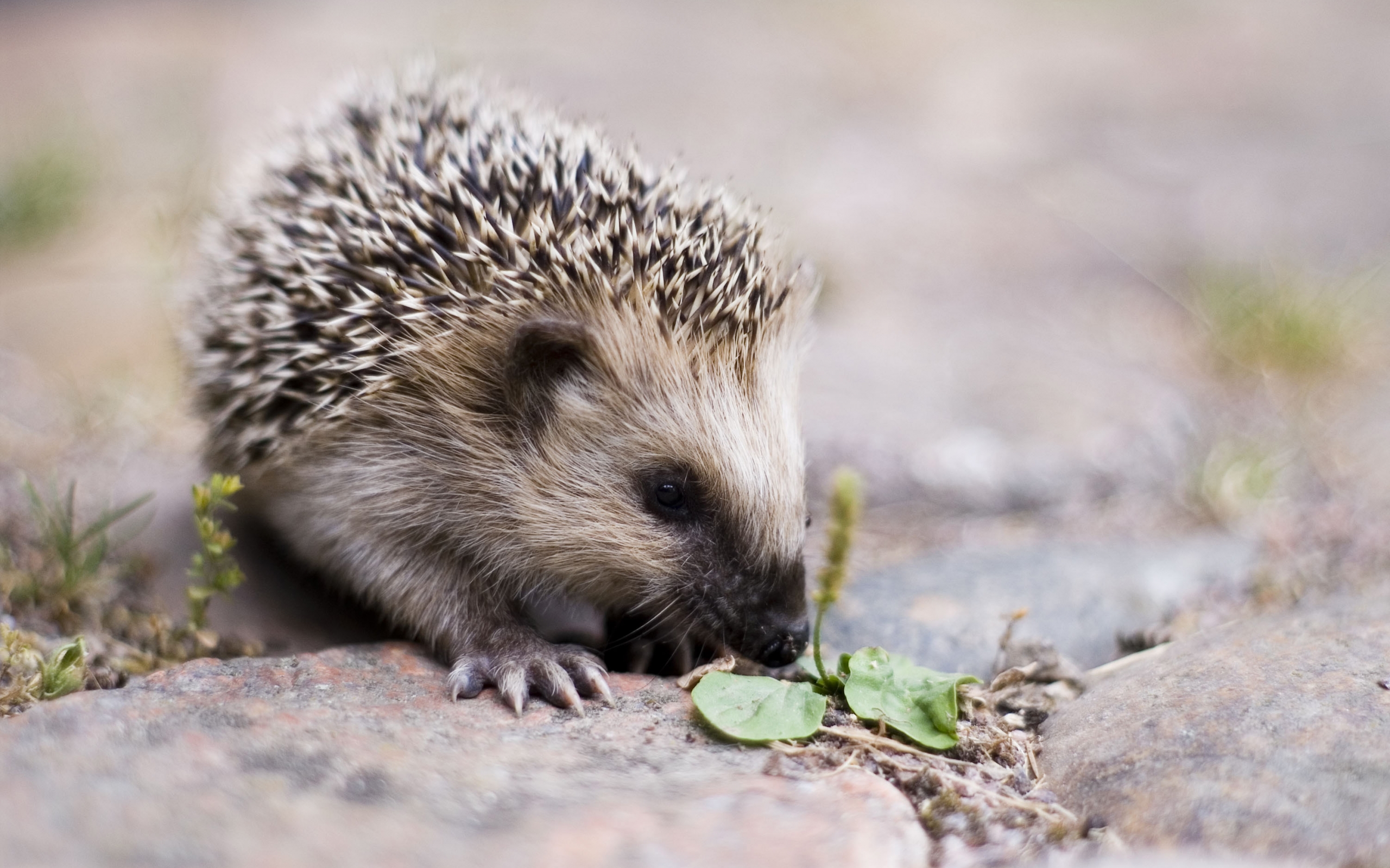 animals, hedgehogs, gray High Definition image