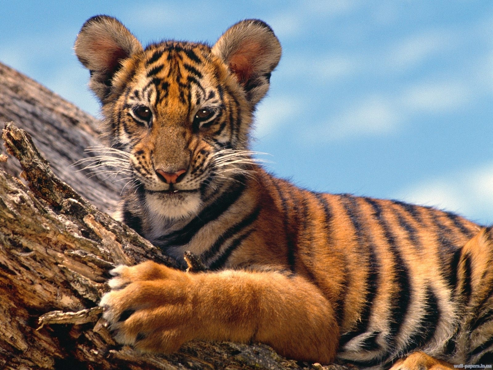 7596 Hintergrundbild herunterladen tiere, tigers, orange - Bildschirmschoner und Bilder kostenlos