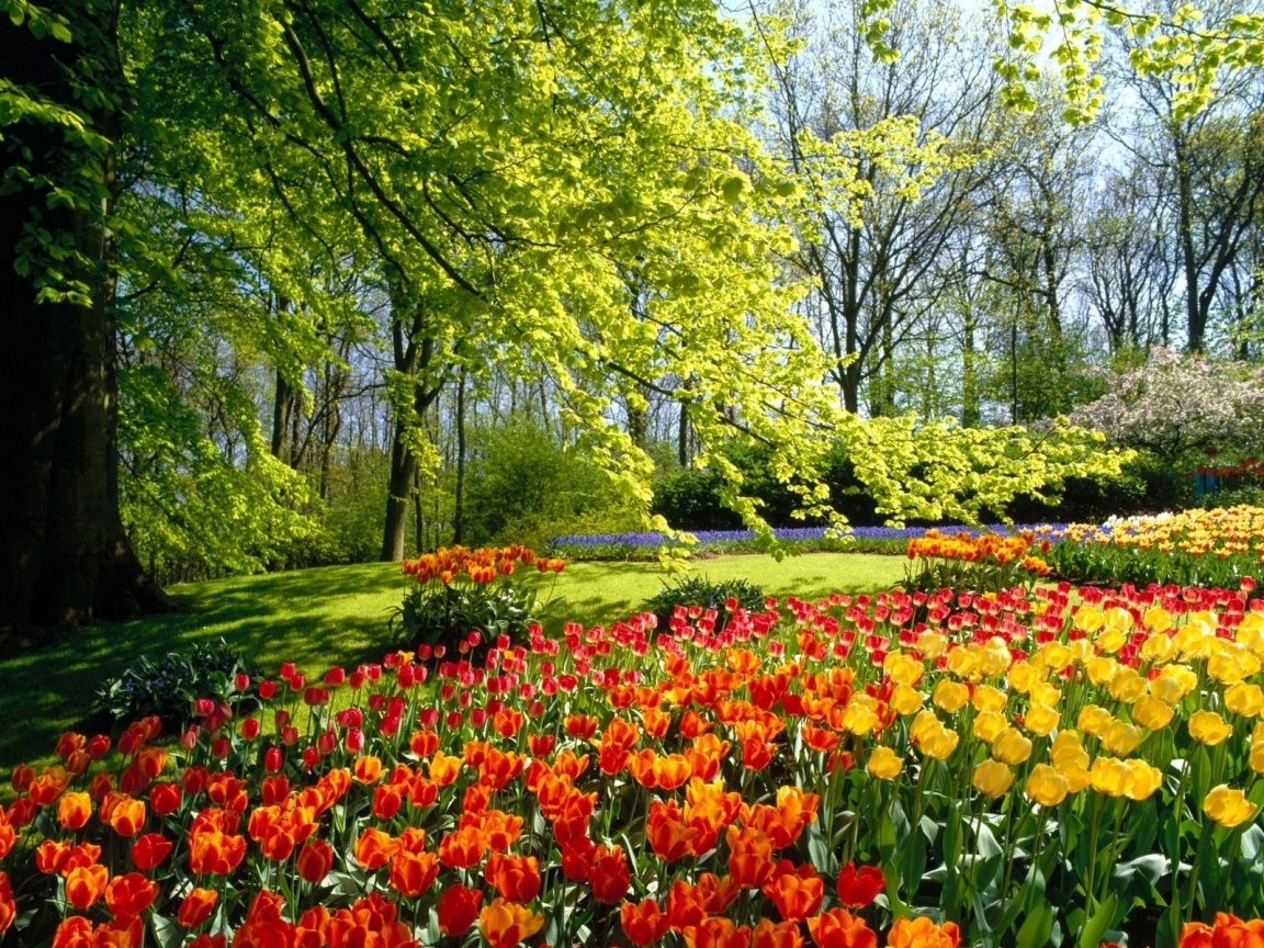 Скачать картинку Деревья, Растения, Цветы, Тюльпаны, Пейзаж в телефон бесплатно.