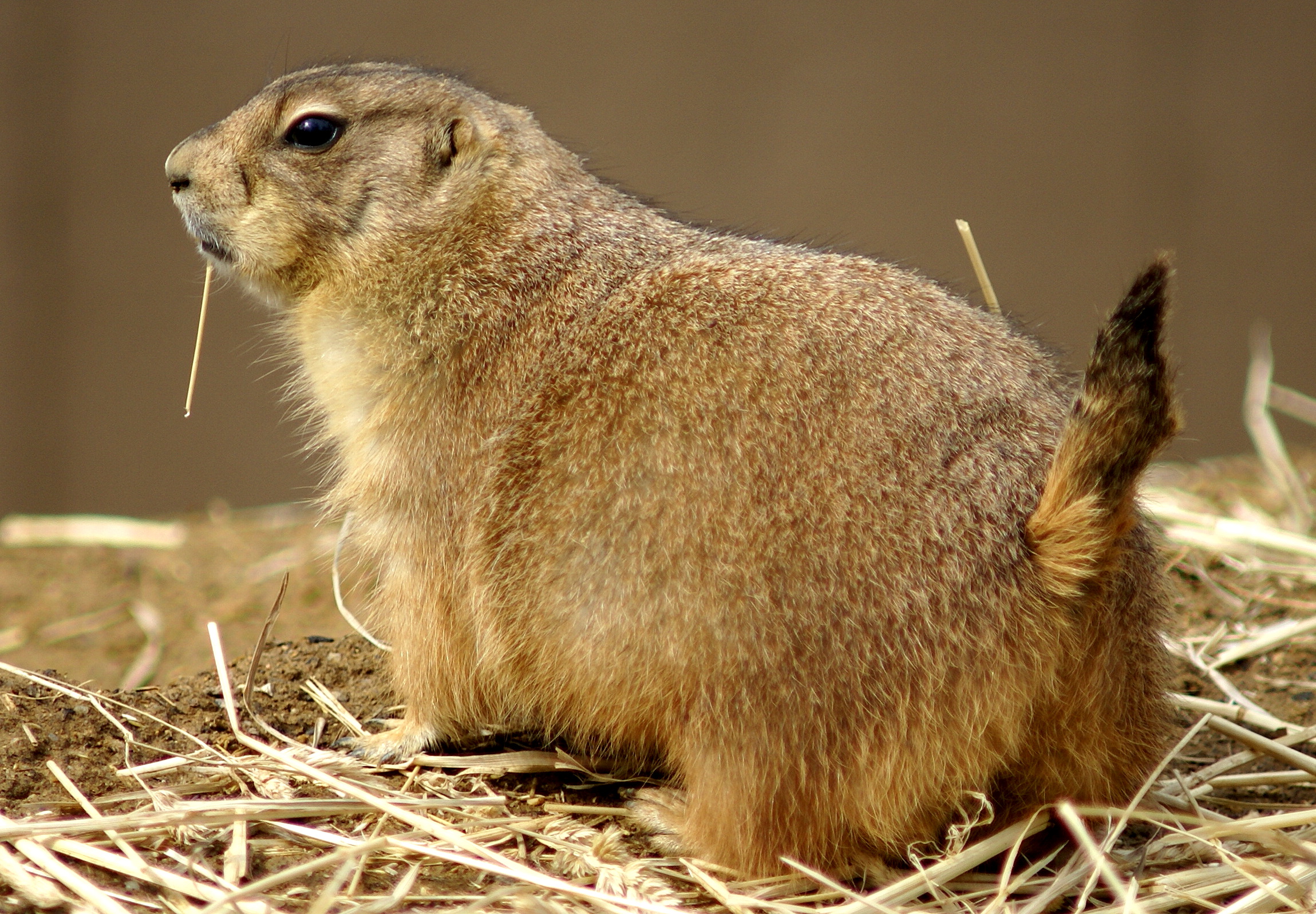 animal, prairie dog for android
