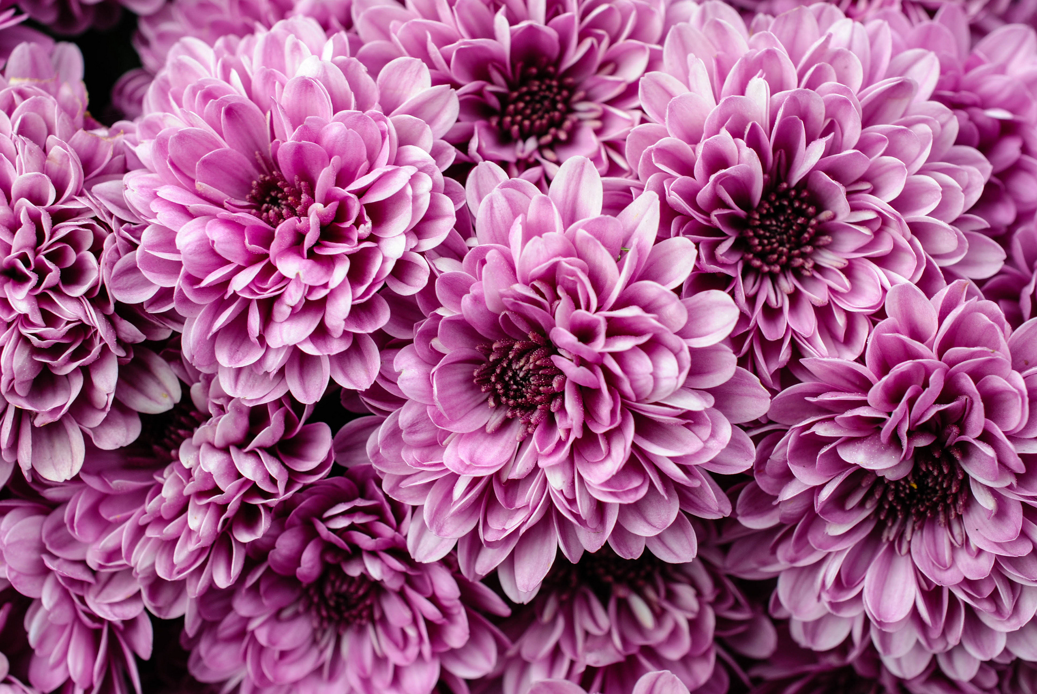 382626壁紙のダウンロード地球, 菊, 花, 紫色の花, フラワーズ-スクリーンセーバーと写真を無料で