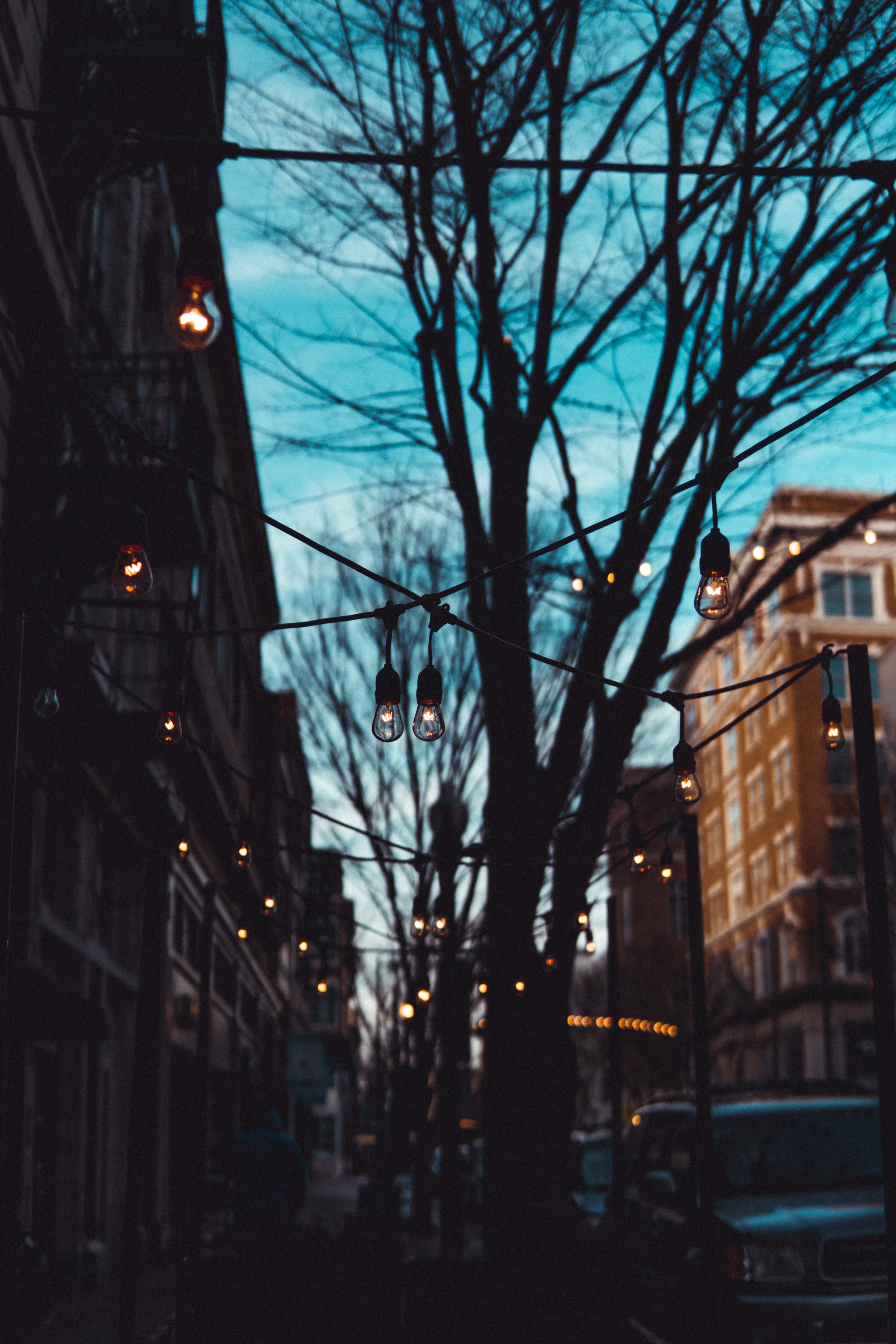 lamp, lamps, cities, trees, evening, street Phone Background