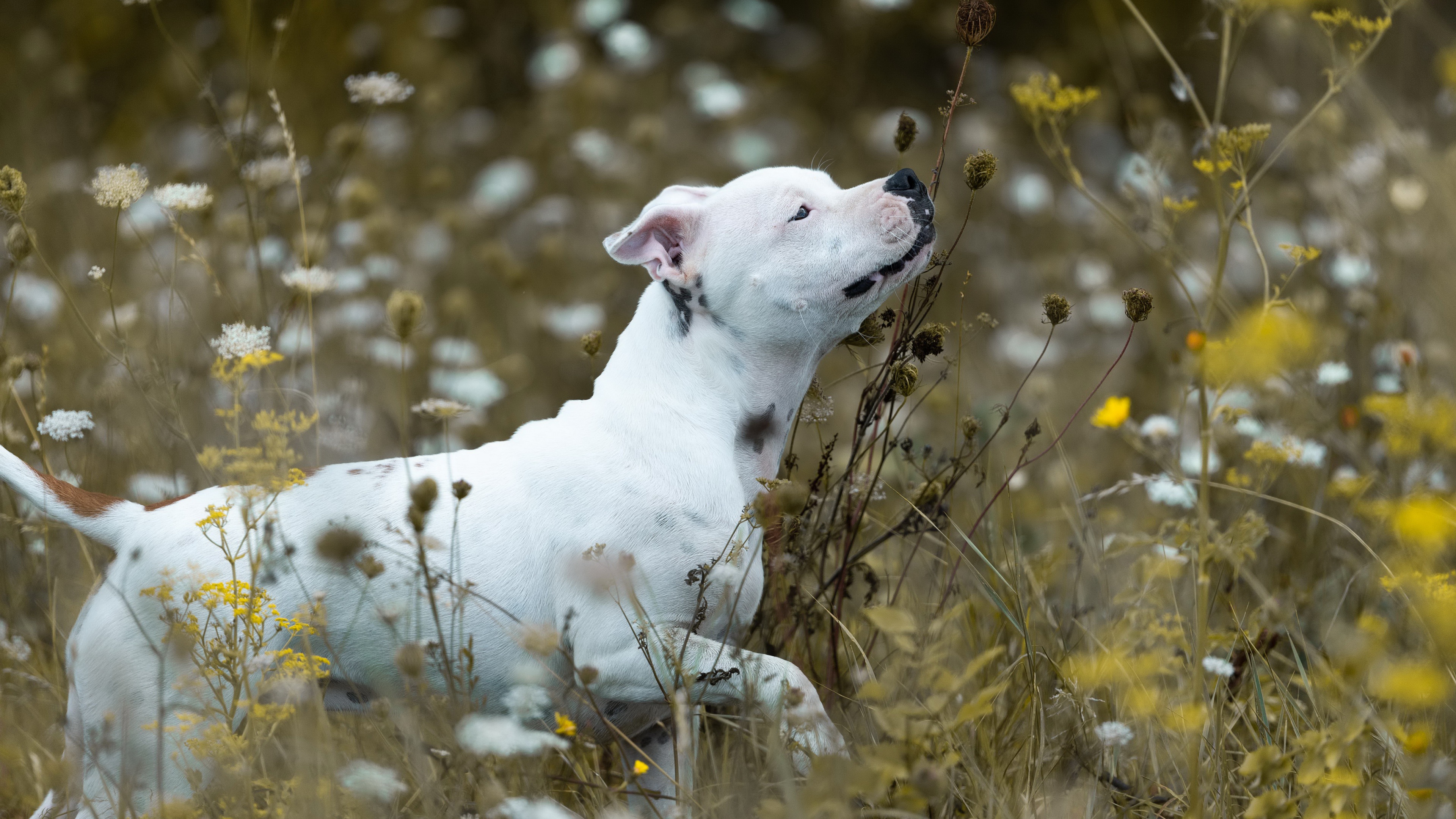 animal, bull terrier, dog, dogs cell phone wallpapers