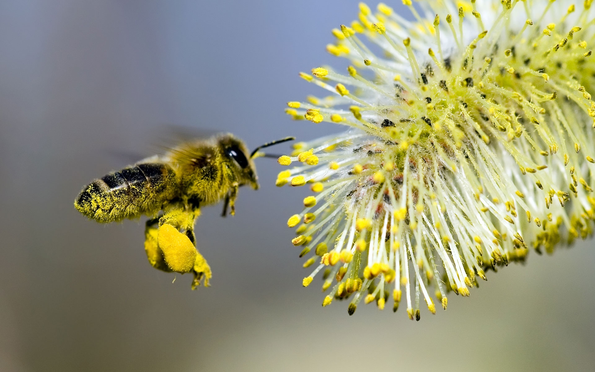 245159 baixar papel de parede animais, abelha, insetos - protetores de tela e imagens gratuitamente