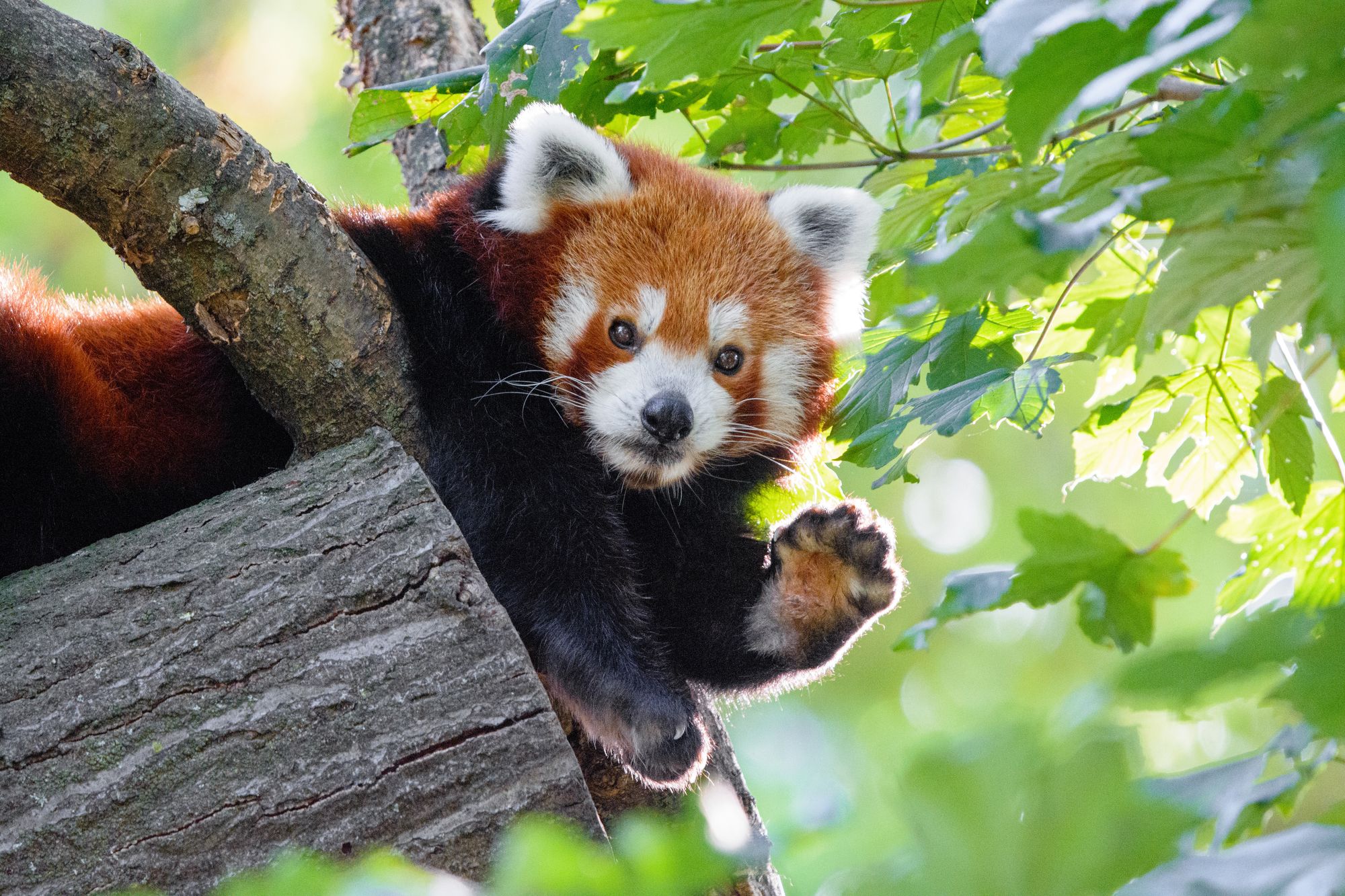 Красная Панда малая Панда