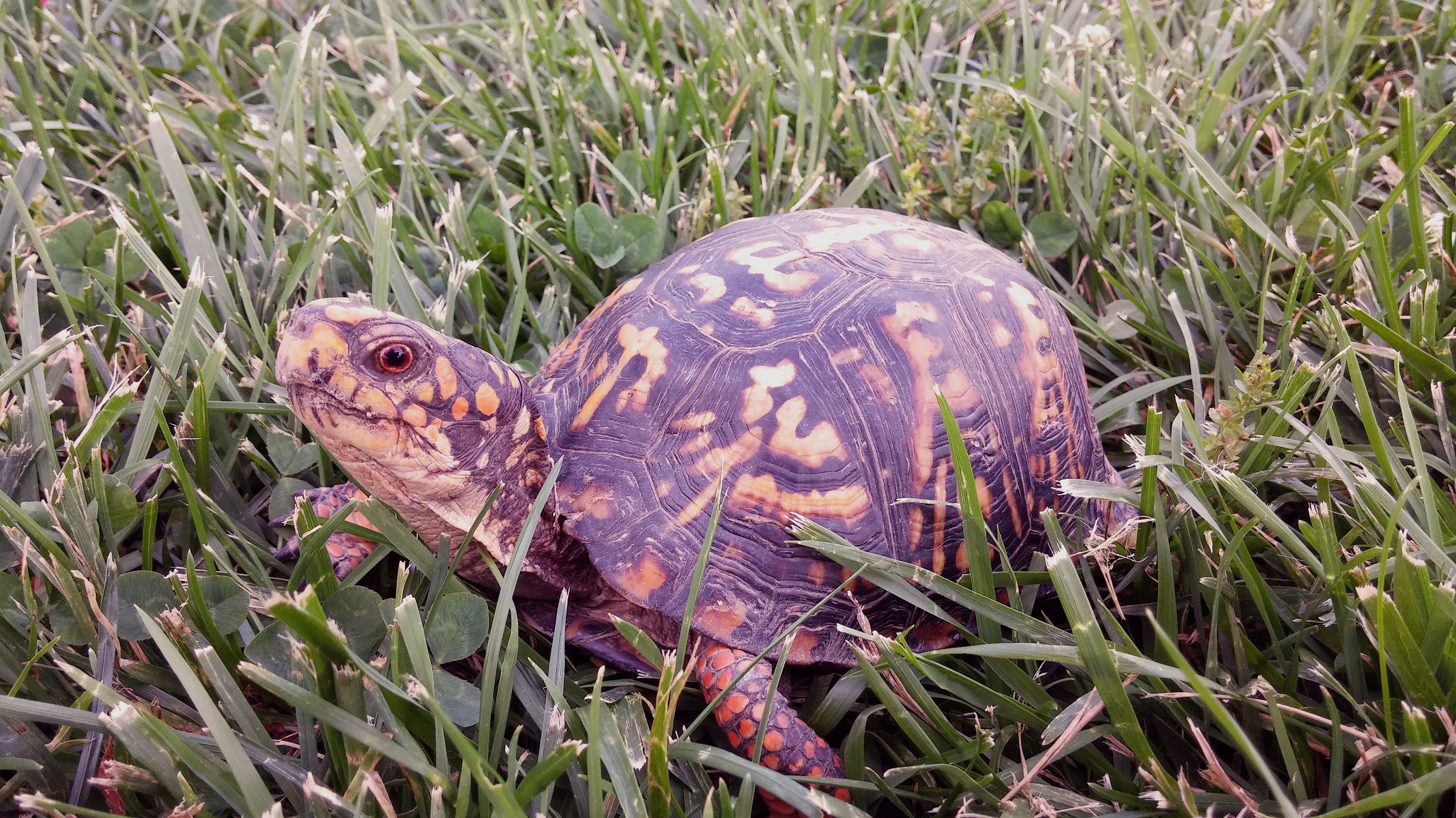Download mobile wallpaper Animals, Carapace, Reptile, Grass, Shell, Turtle for free.
