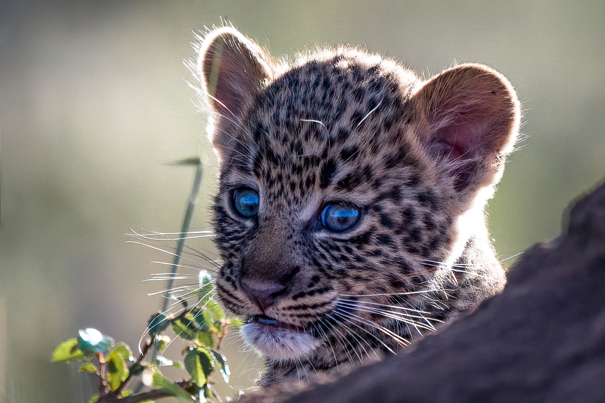 Леопард с голубыми глазами