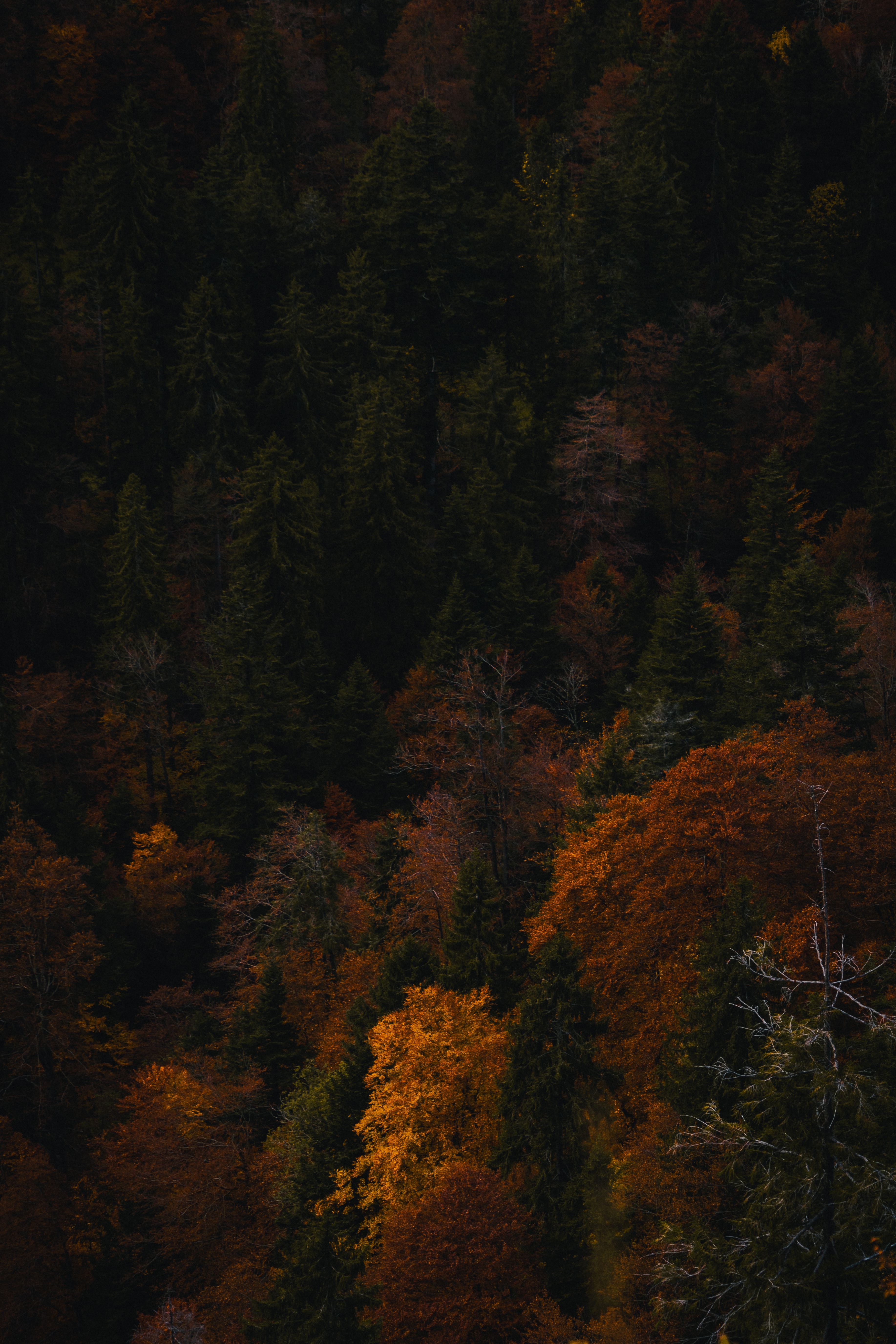 Скачать картинку Лес, Деревья, Природа, Осень в телефон бесплатно.