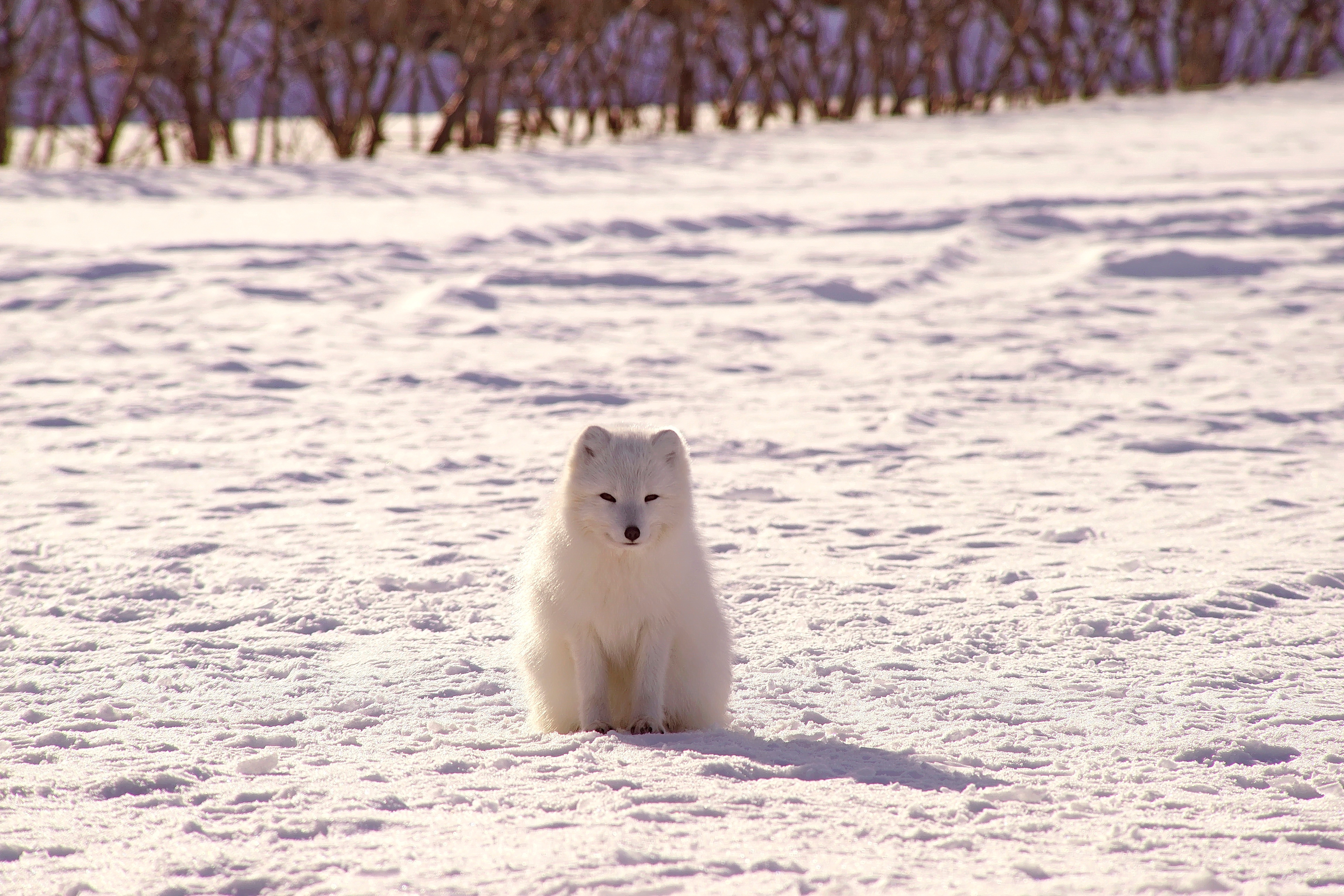 Best Polar Fox Background for mobile
