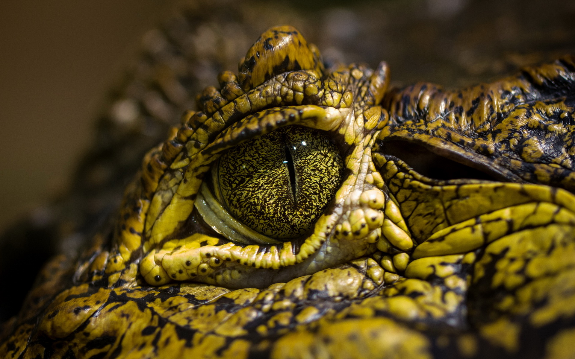 Crocodile HD Wallpapers APK for Android Download