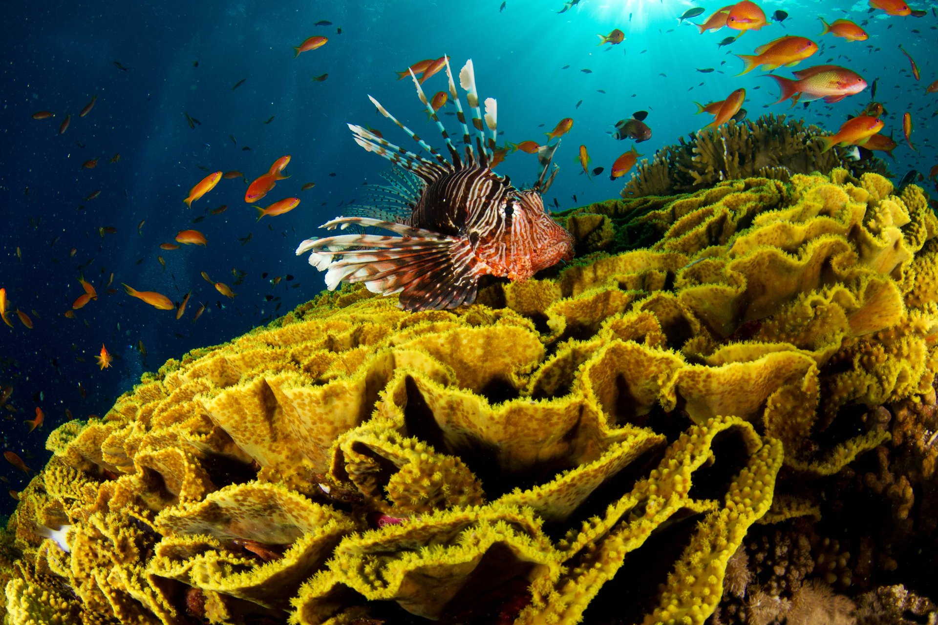  Lionfish HD Android Wallpapers