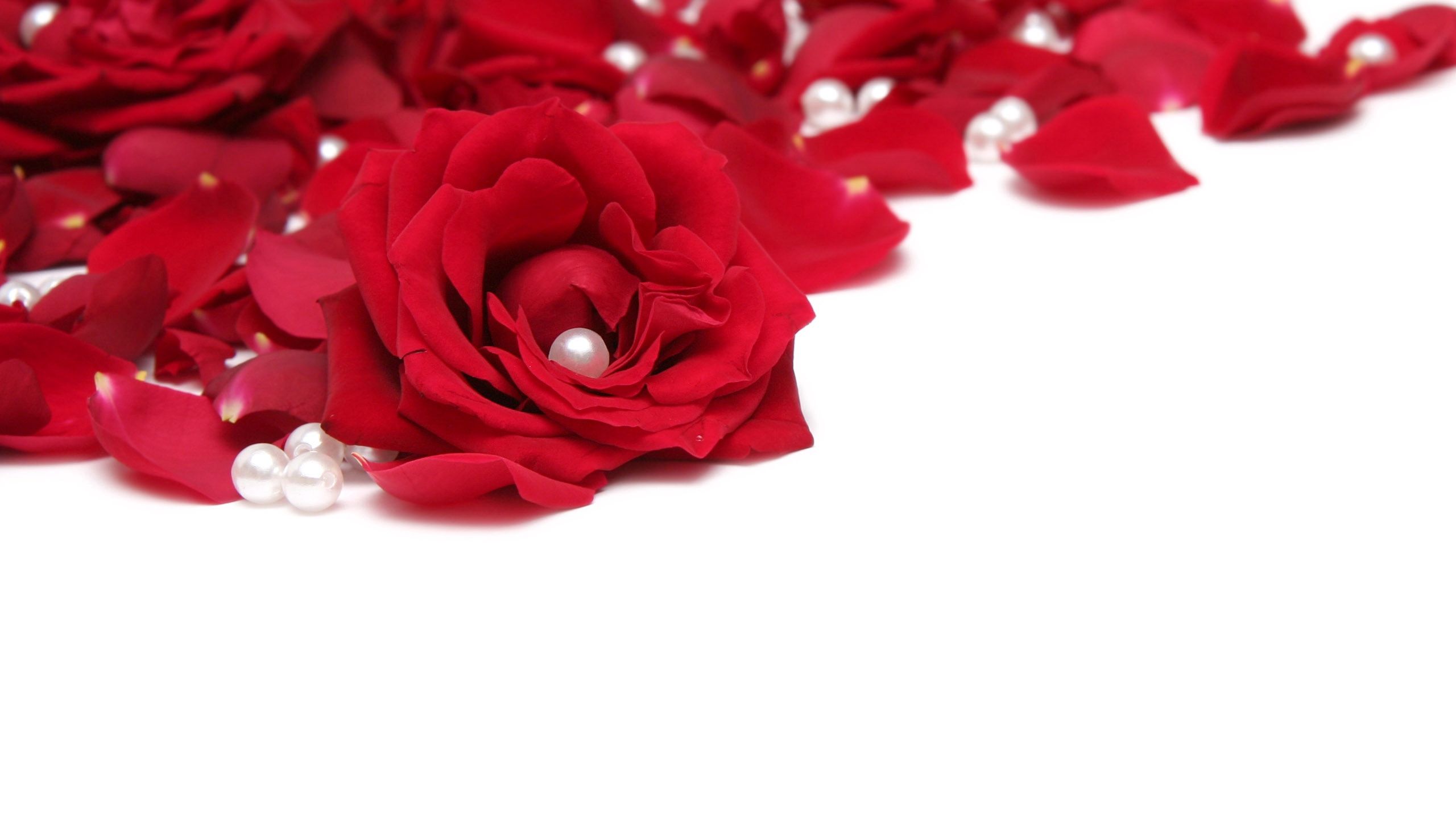 rose flower, white, red, macro, rose, beads HD wallpaper