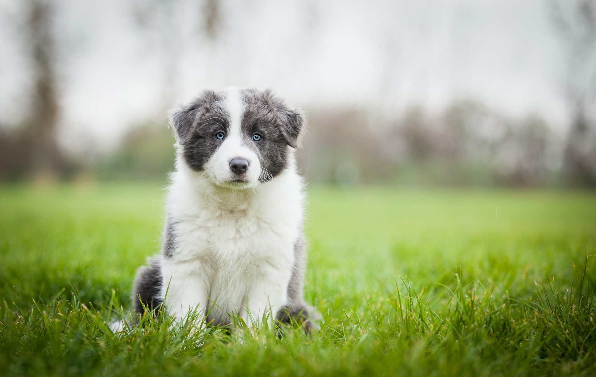 Border Collie Ultrawide Wallpapers