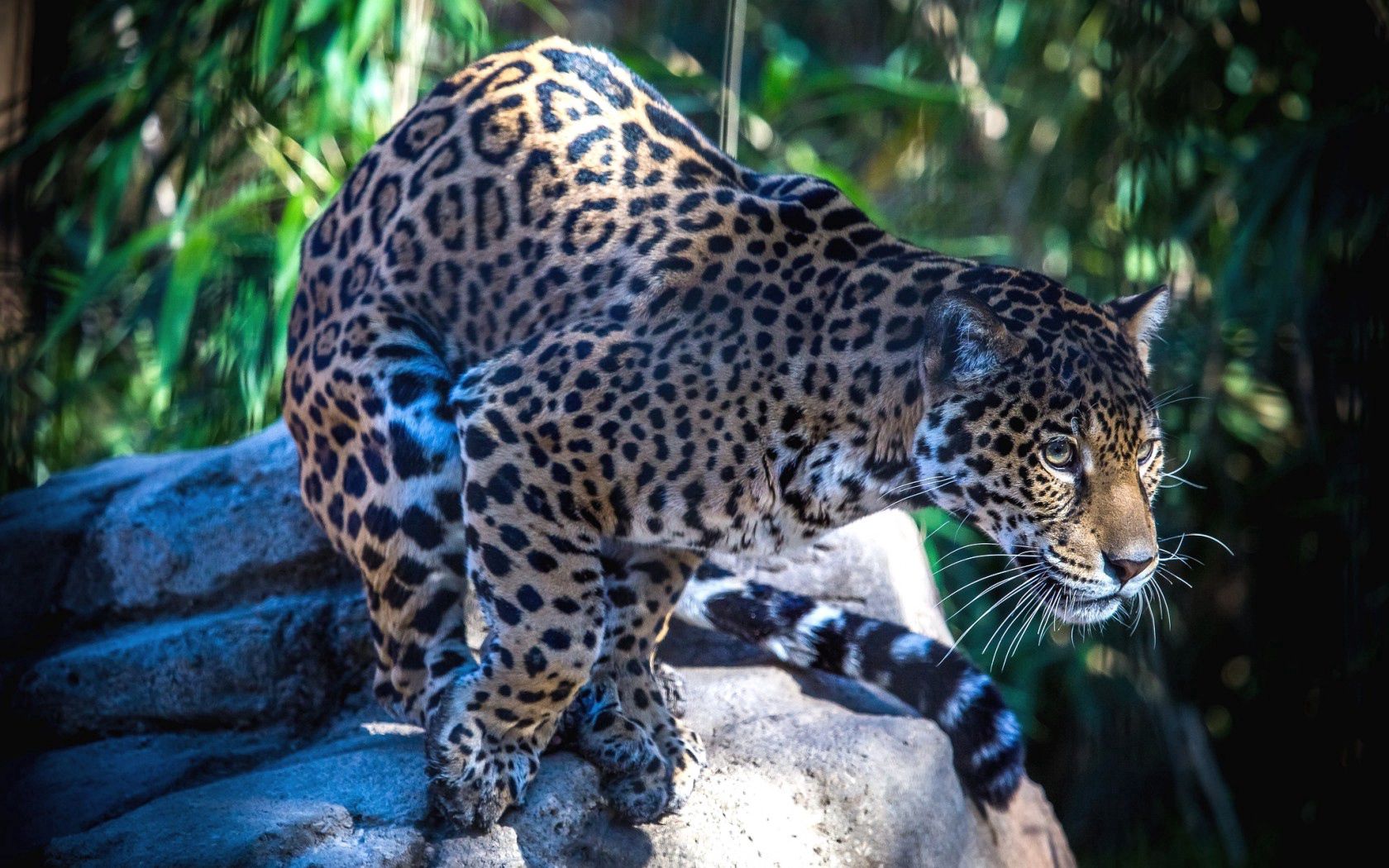 Handy-Wallpaper Jaguar, Predator, Tiere, Big Cat, Große Katze, Raubtier kostenlos herunterladen.