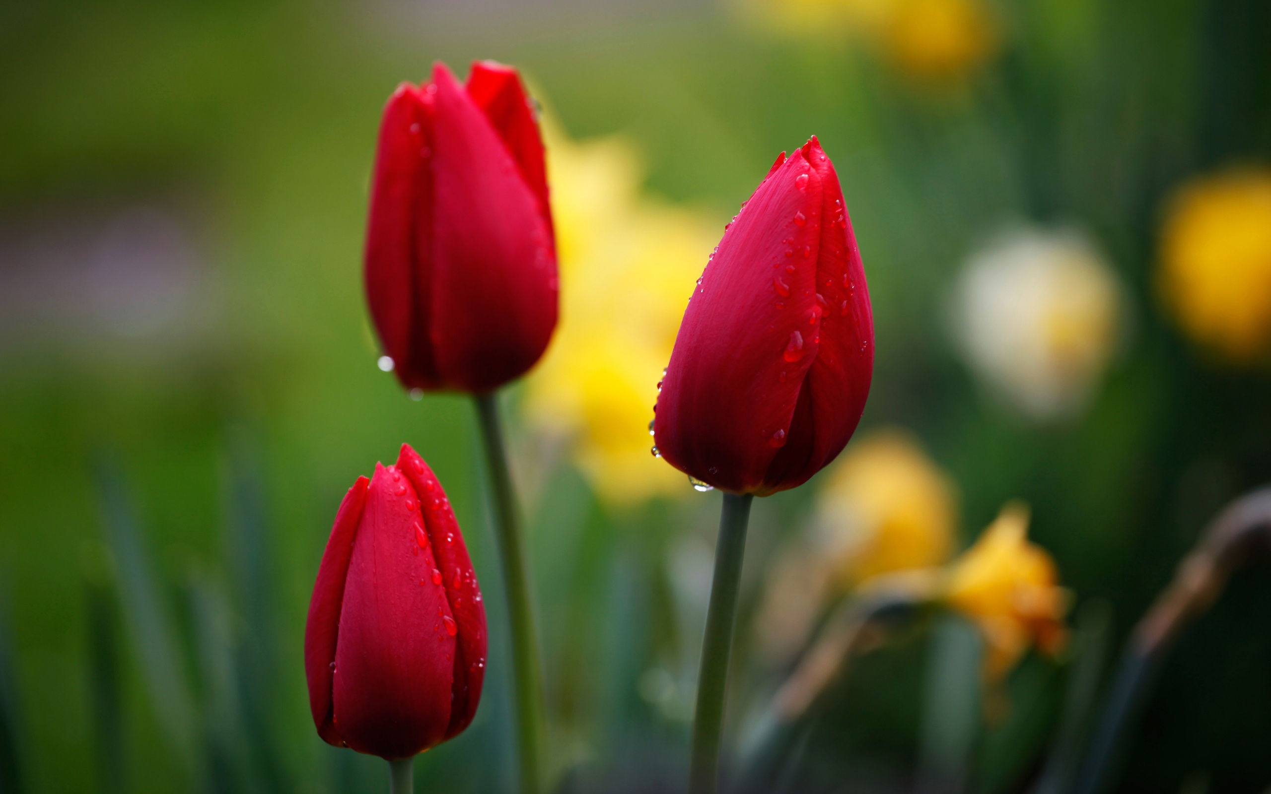 Цветы на рабочий стол тюльпаны