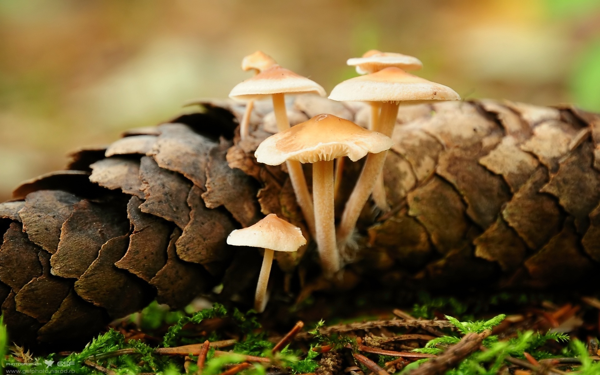 фото сосновых грибов