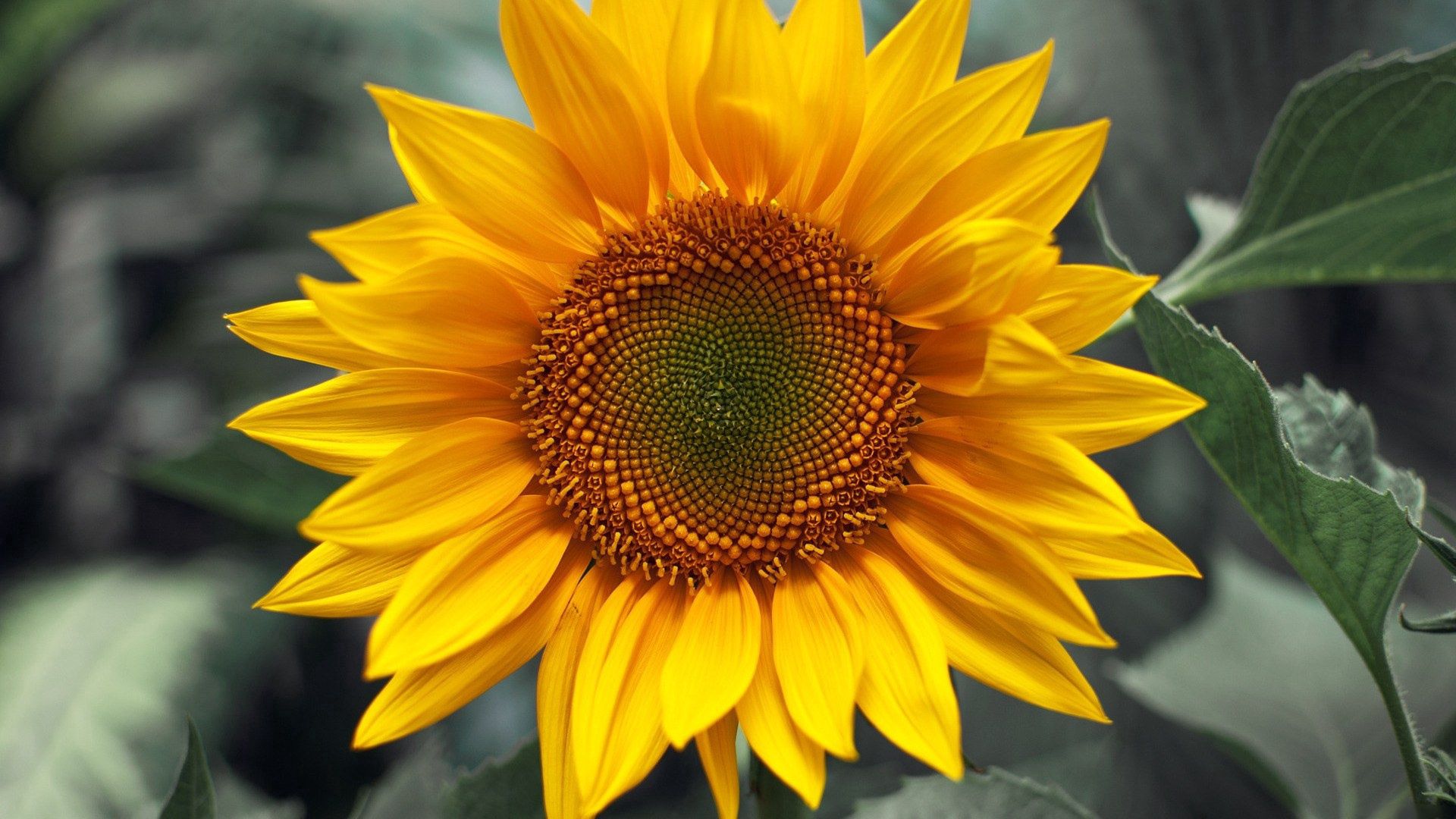High Definition Sunflower background