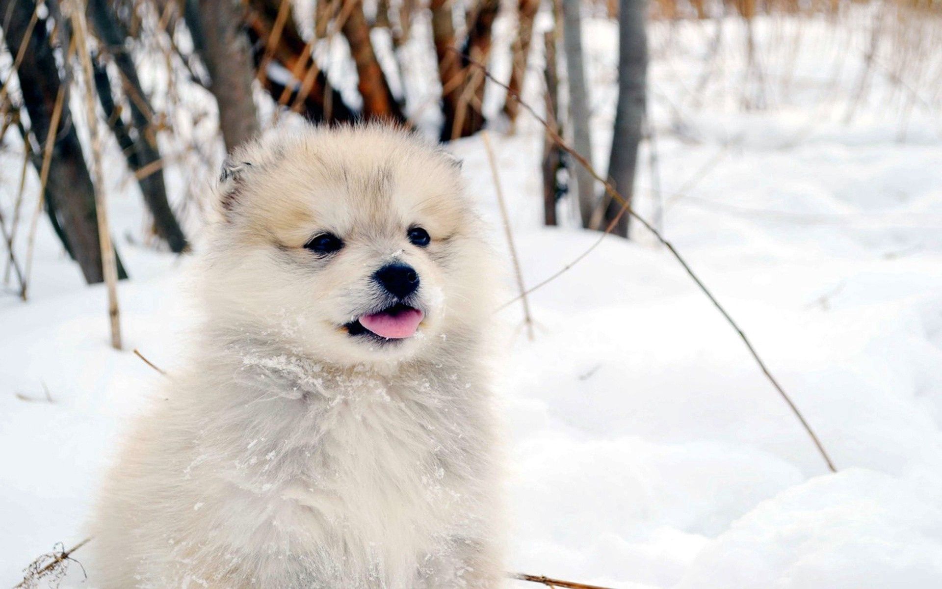 無料モバイル壁紙動物, 雪, ふかふかした, ふわふわ, 犬, 子犬をダウンロードします。