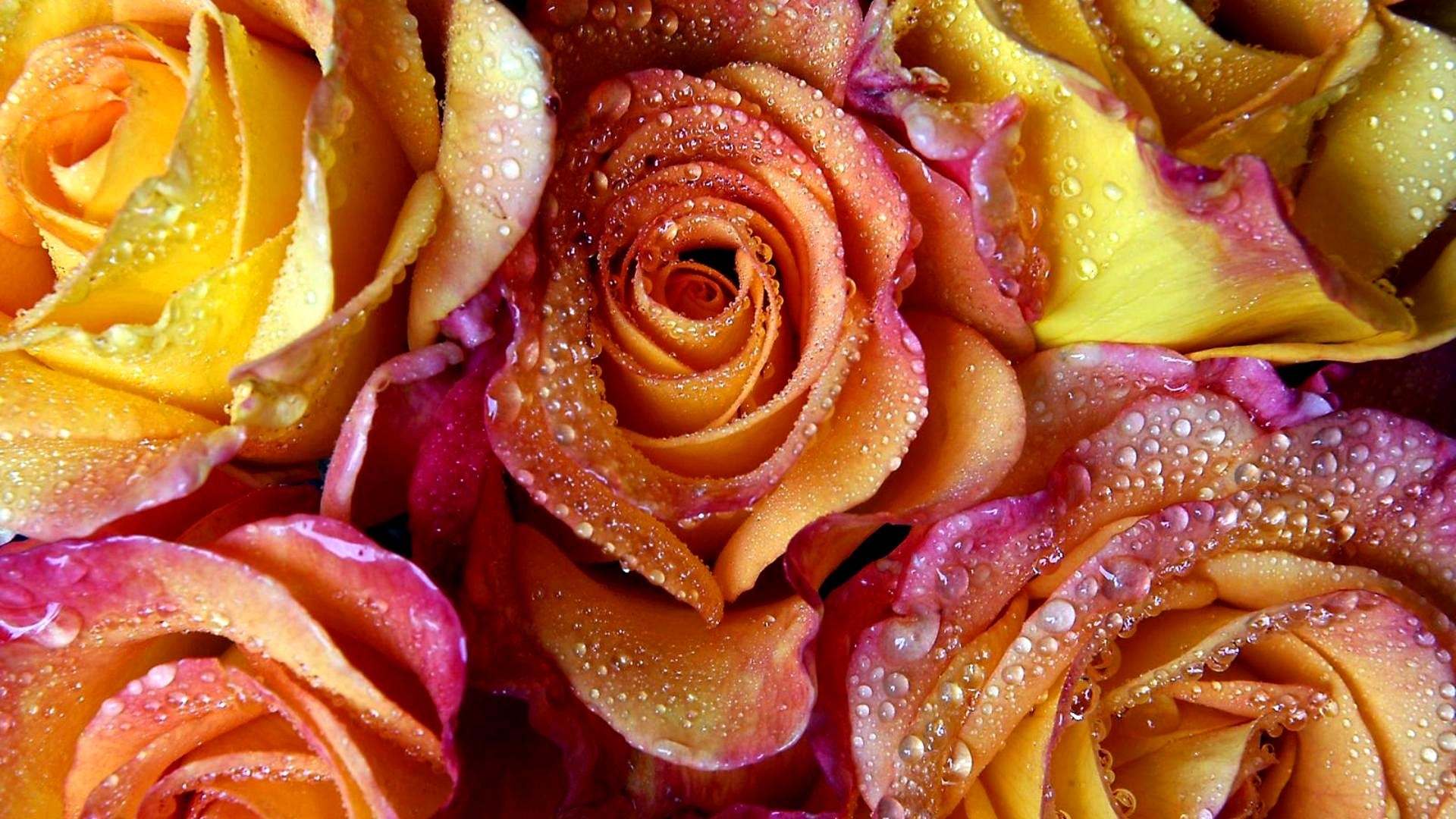 красивые картинки розы на рабочий
