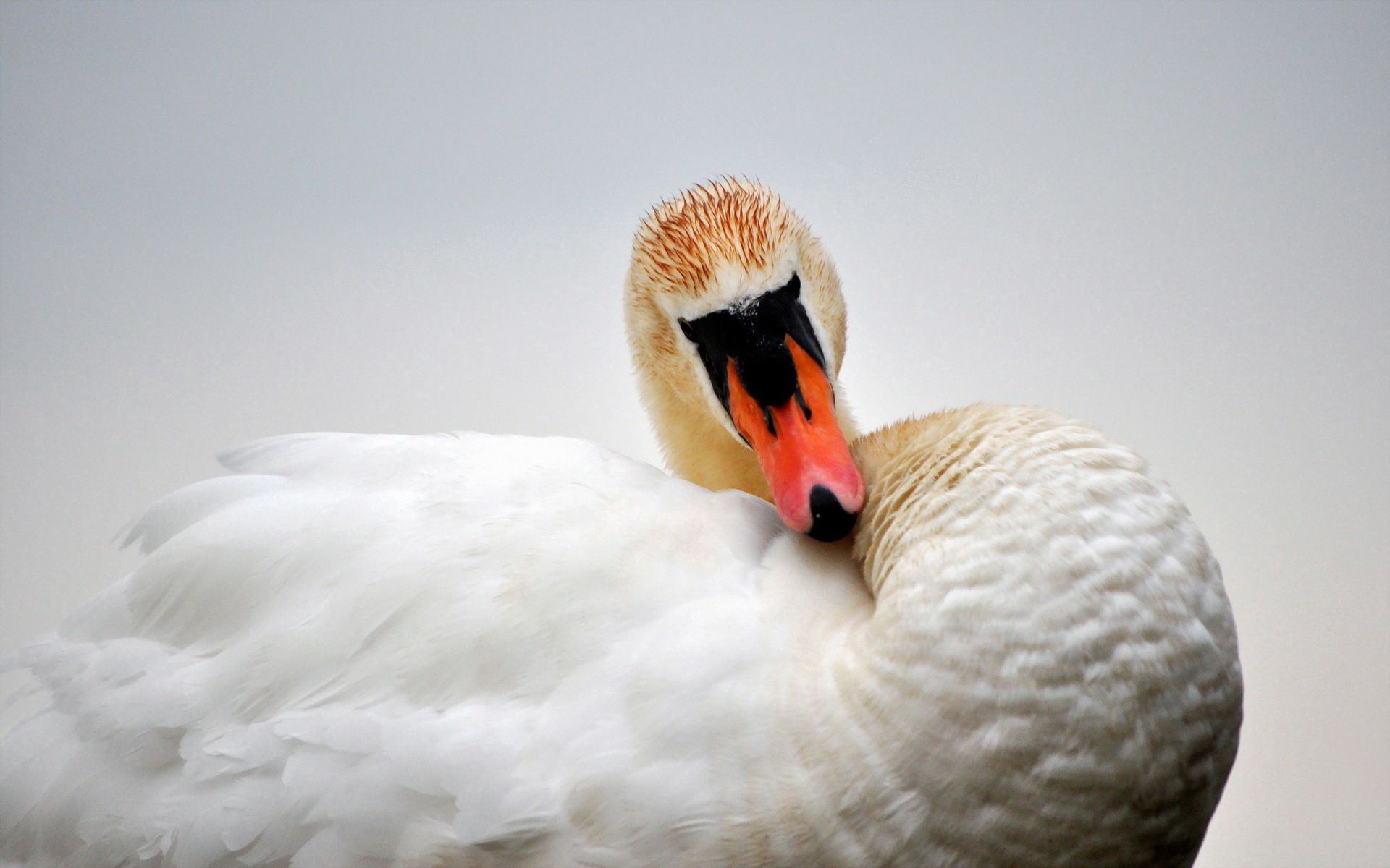 Download mobile wallpaper Swan, Animals, Beak, Bird, Feather for free.
