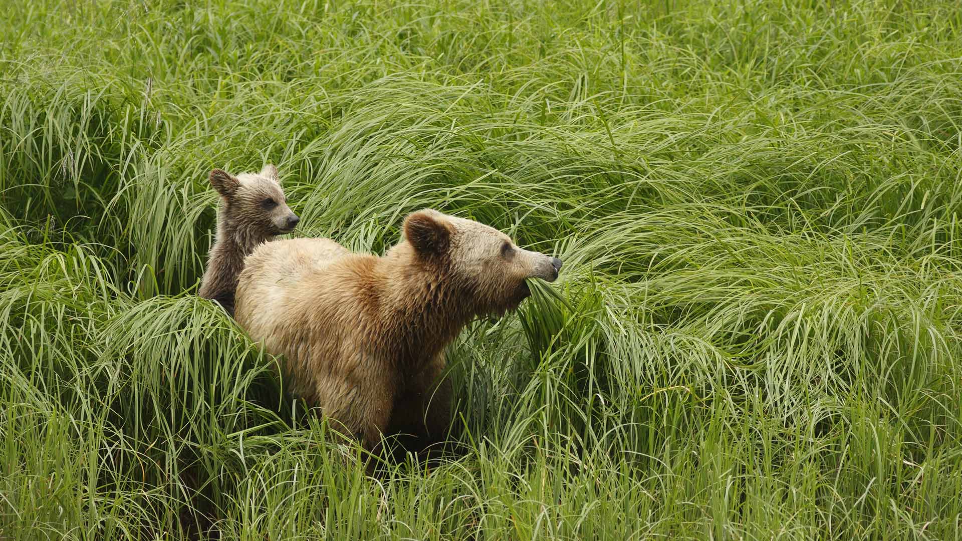 animal, bear, grizzly HD wallpaper