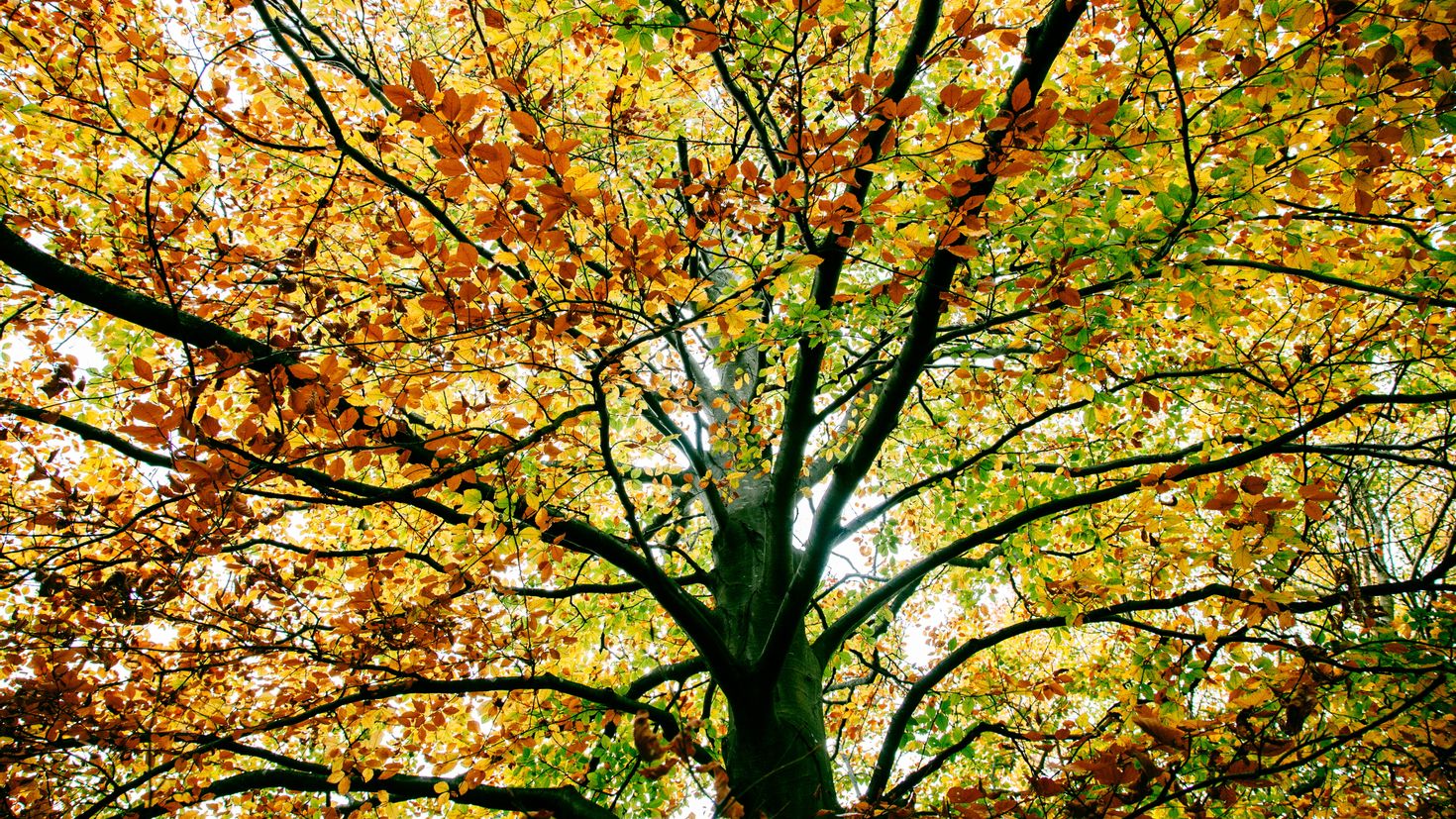 Картинки деревьев осенью. Осеннее дерево. Деревья осенью. Листва деревьев. Желтое дерево.