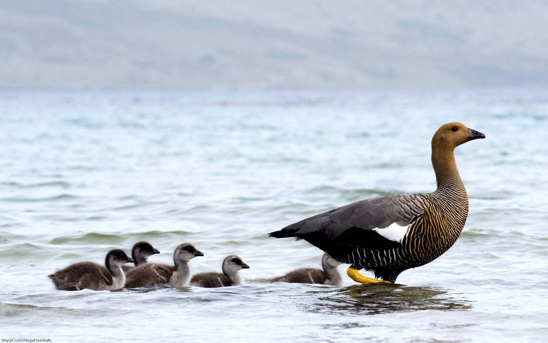 animal, goose, falkland islands, birds