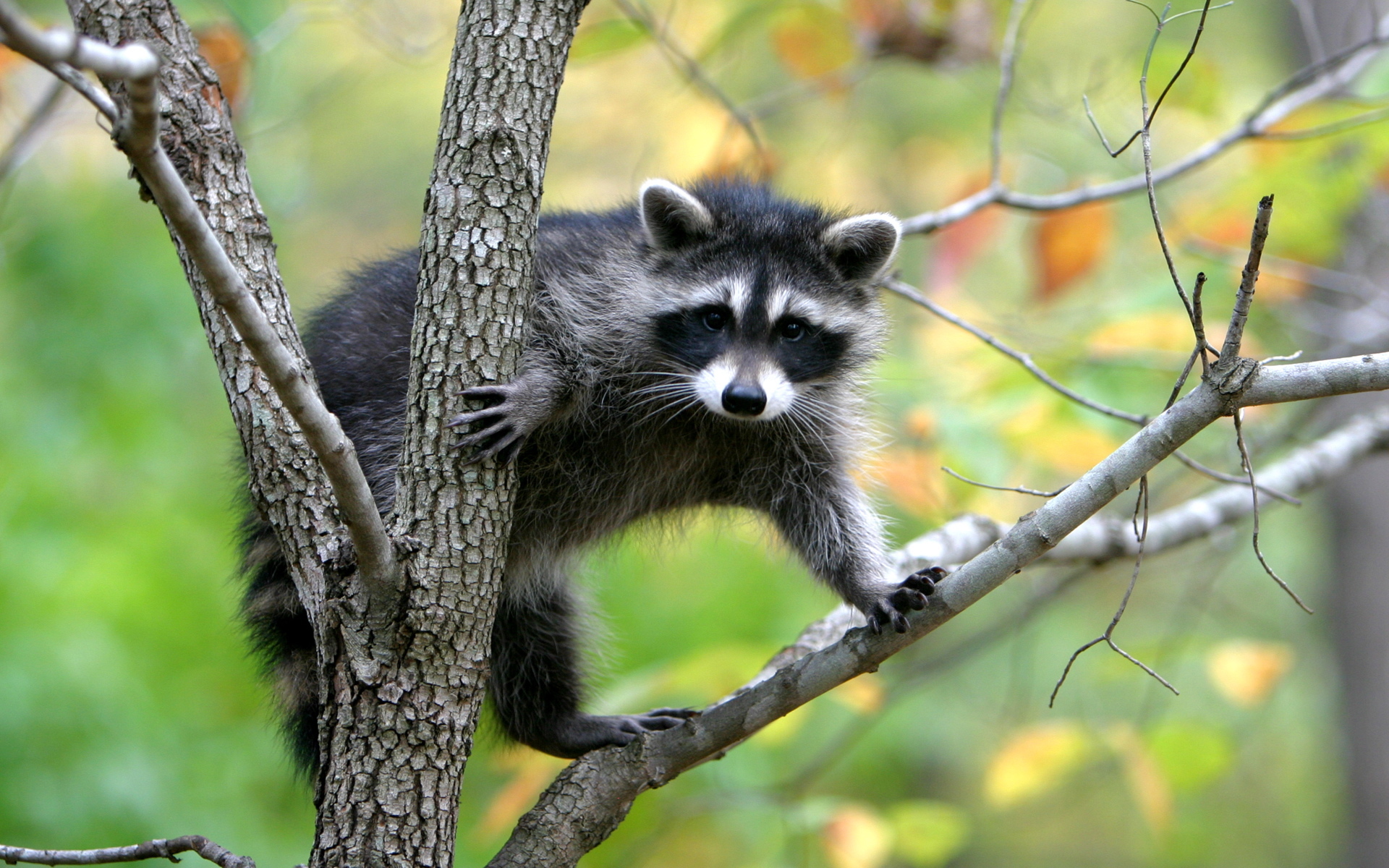 New Lock Screen Wallpapers animals, raccoons