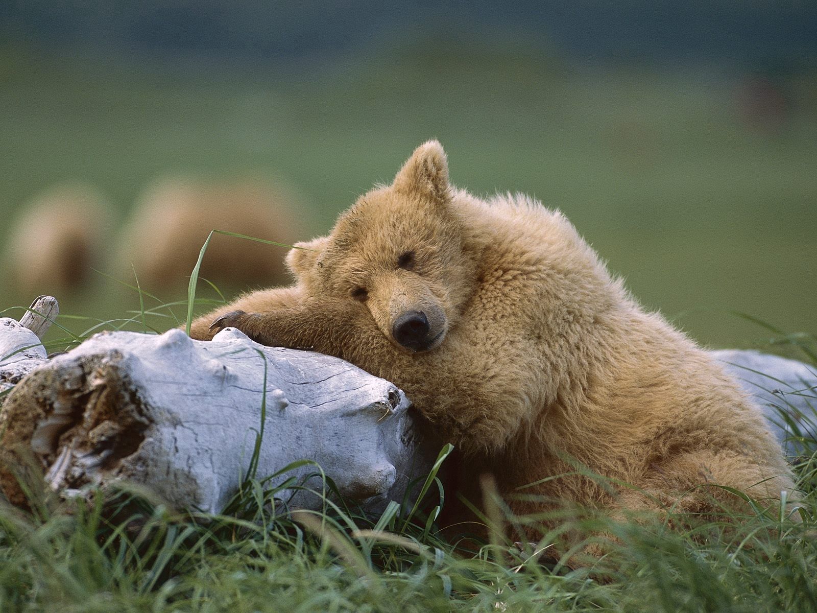 Download mobile wallpaper Lie, Log, Young, To Lie Down, Joey, Animals, Bear for free.