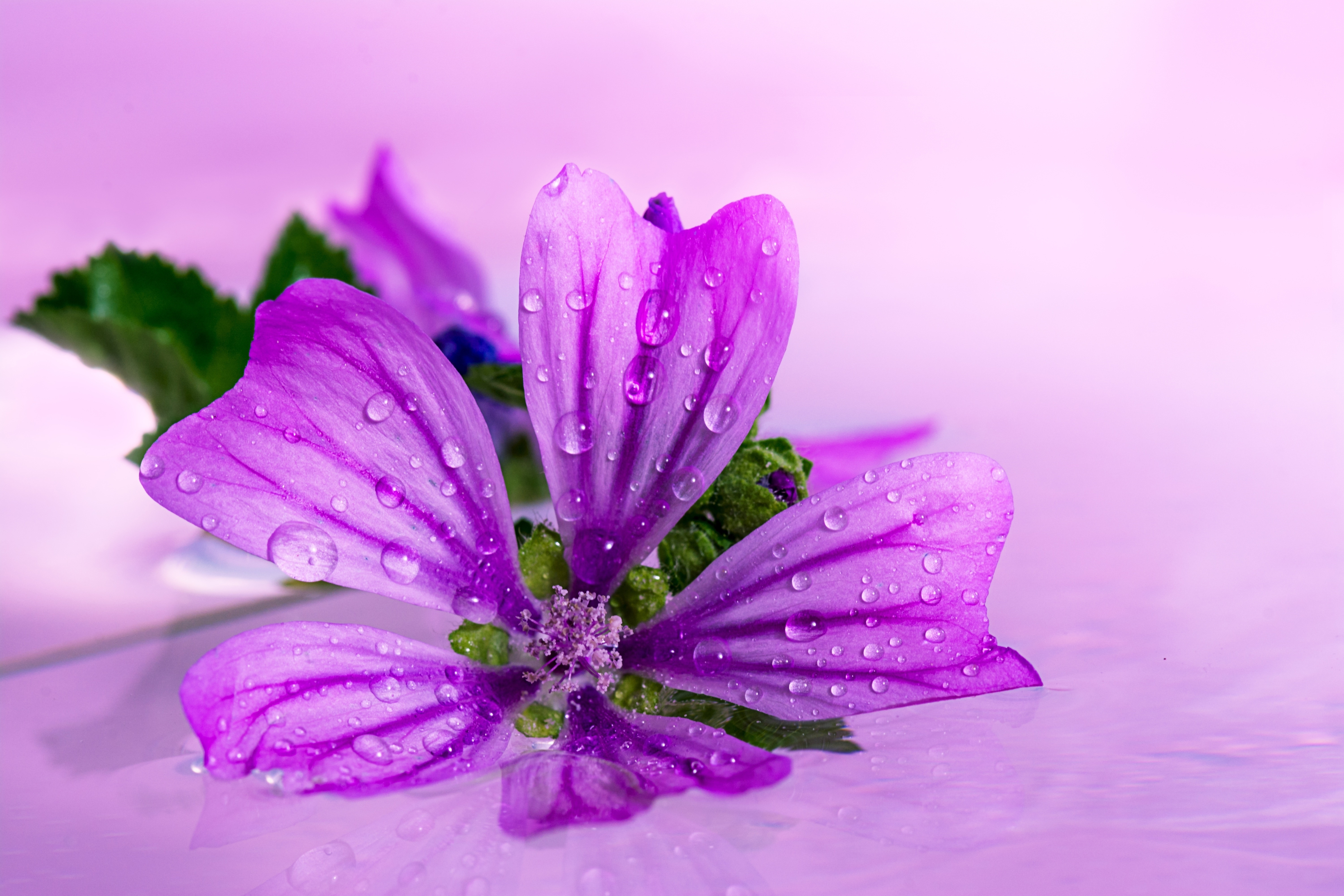 purple flower, earth, flower, anemone, japanese anemone, flowers
