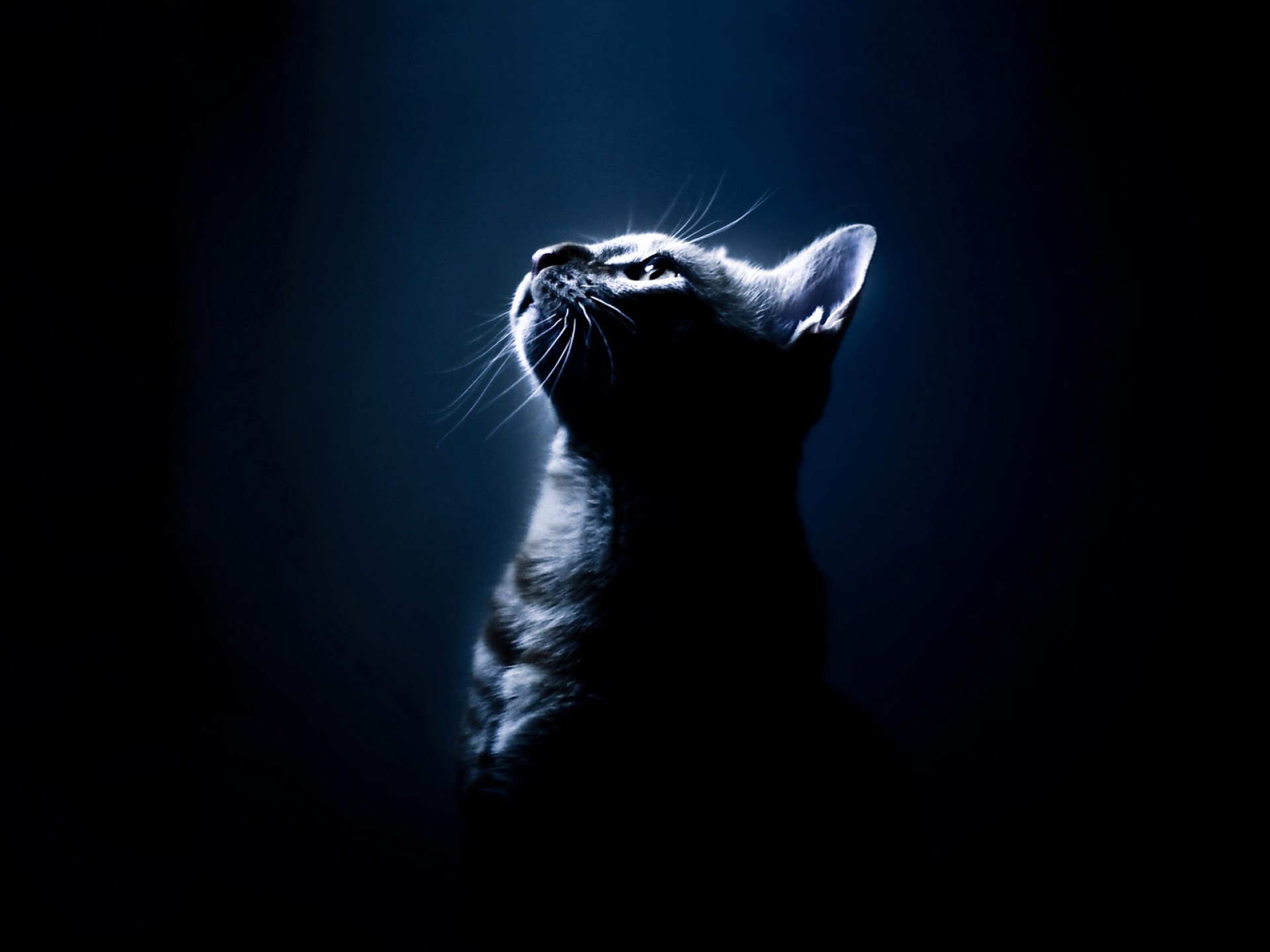 kitten, dark background, animals, kitty, shadow, sight, opinion iphone wallpaper