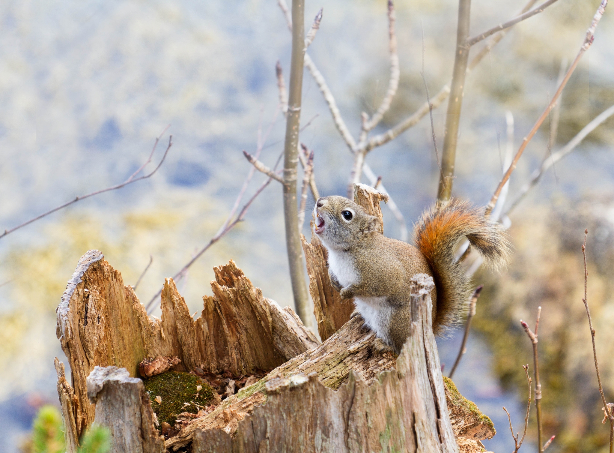 animals, squirrel, branches, bark, climb, log High Definition image