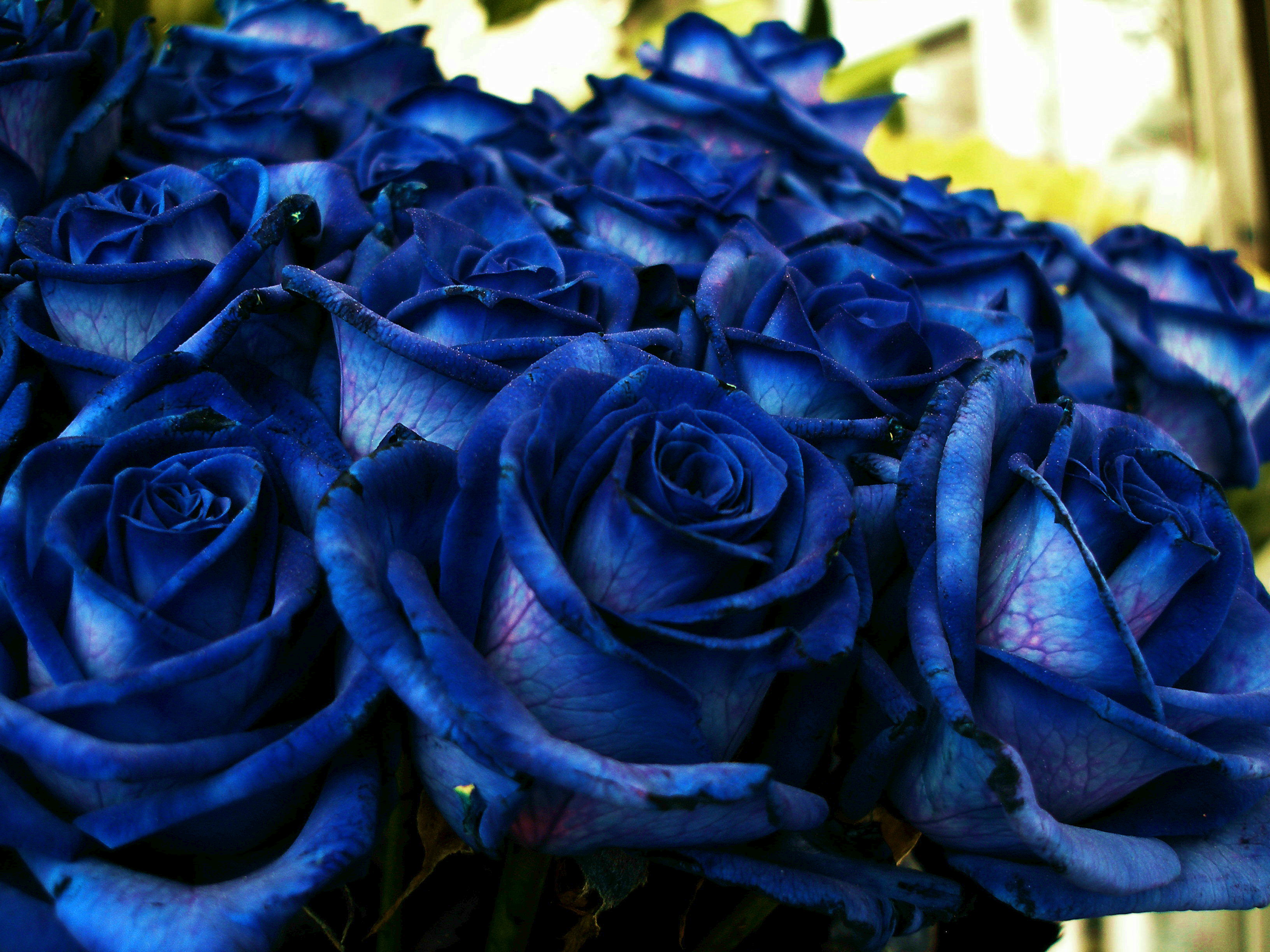 PCデスクトップにつぼみ, 蕾, 薔薇, 青い, バラの花, ブーケ, 花束, フラワーズ画像を無料でダウンロード