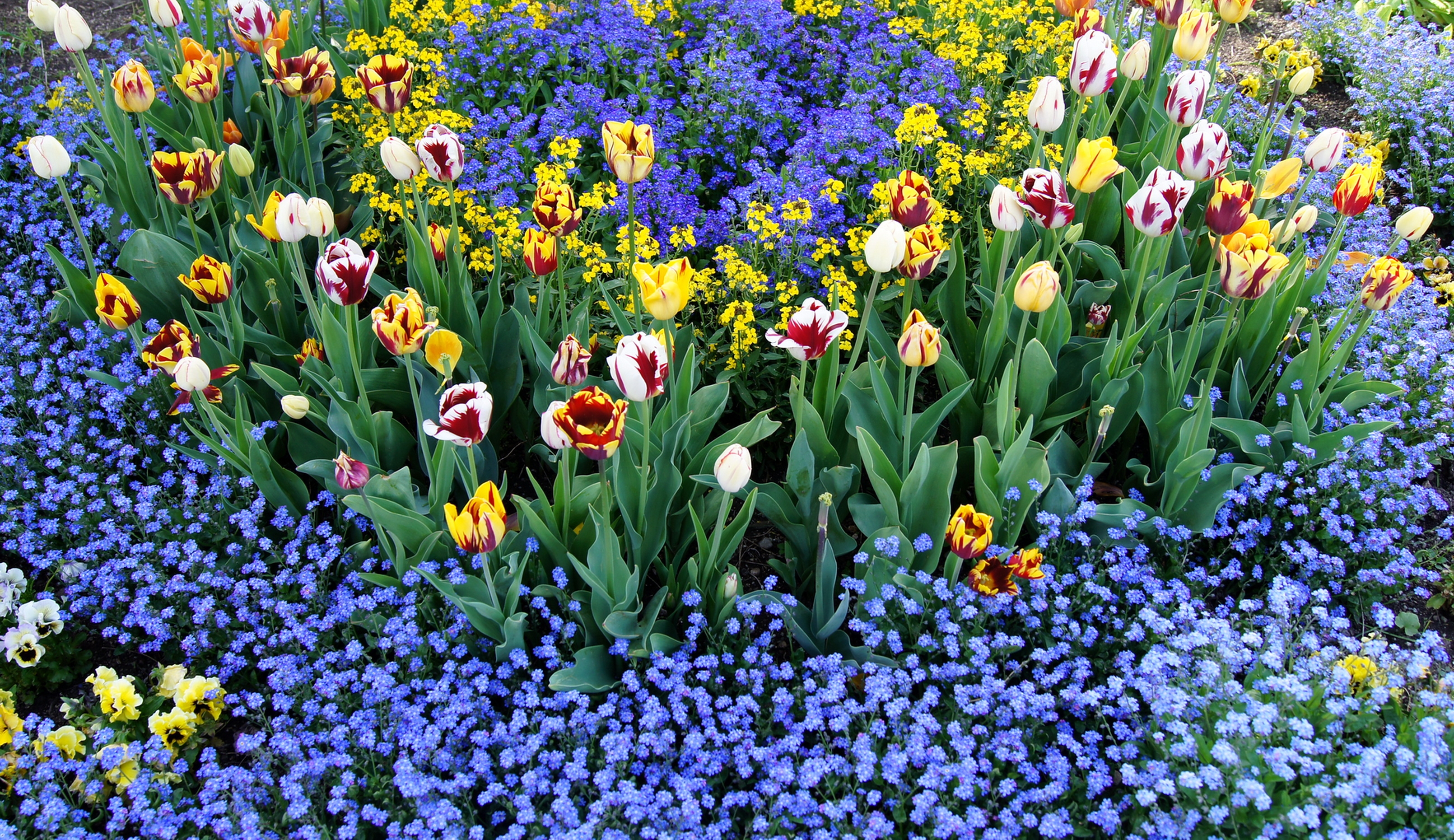 Download mobile wallpaper Small, Flowerbed, Different, Flowers, Flower Bed, Pattern, Tulips for free.