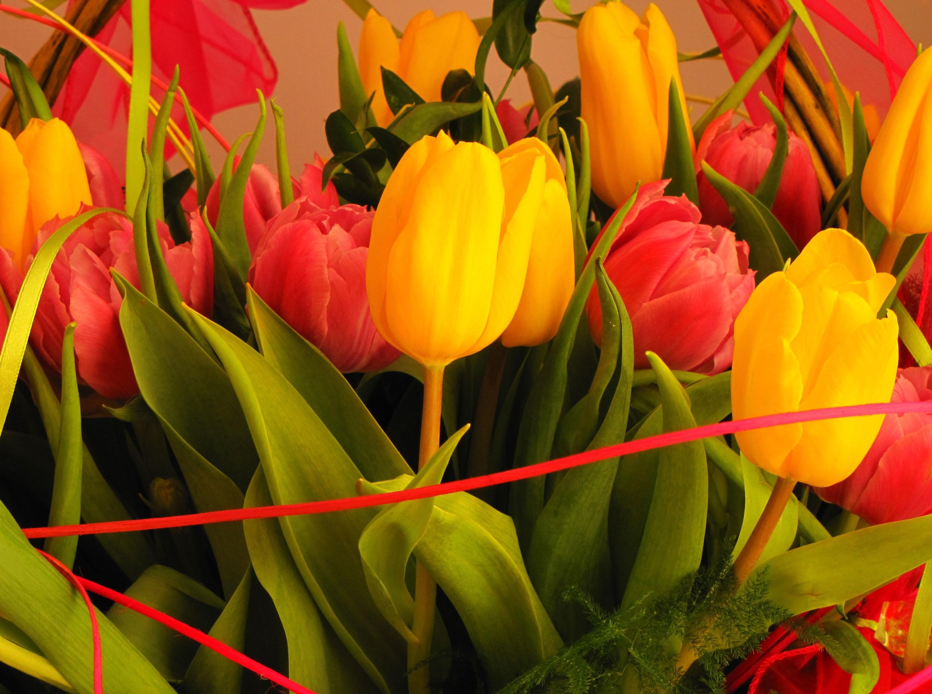 flowers, tulips, registration, typography, close up, bouquet 1080p