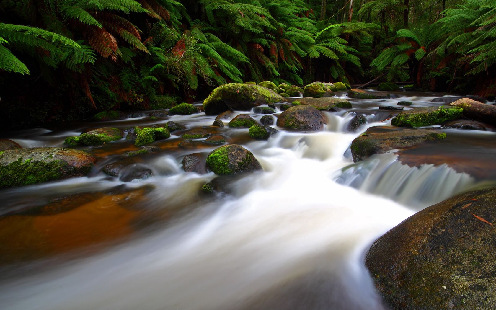 Download background nature, rivers, fern, flow, moss, stream