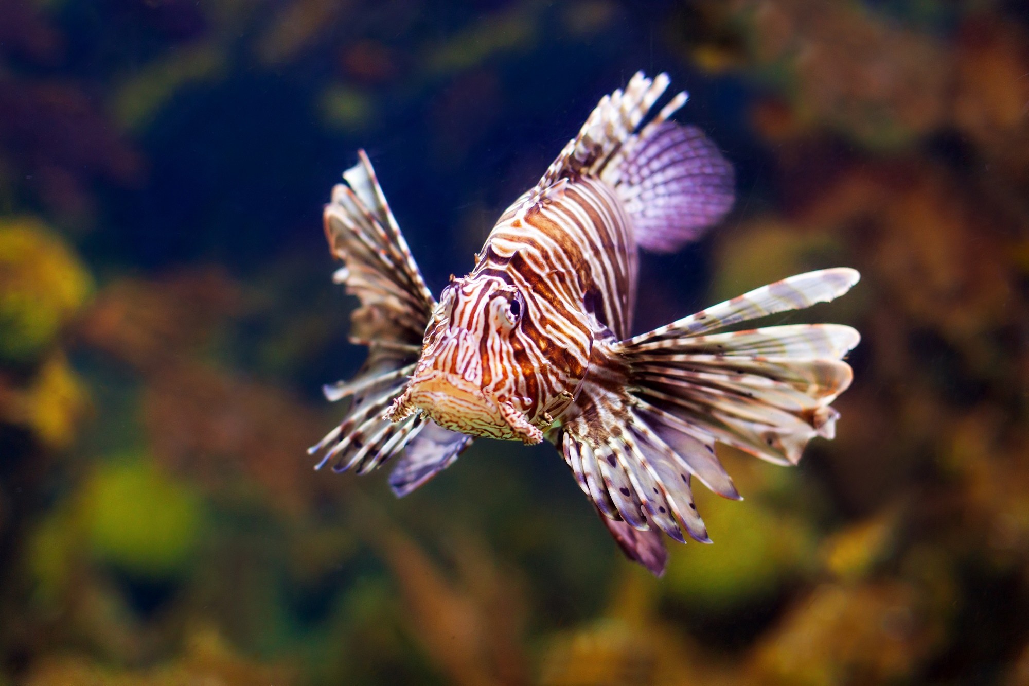 animal, lionfish, fish, sea life, fishes wallpaper for mobile