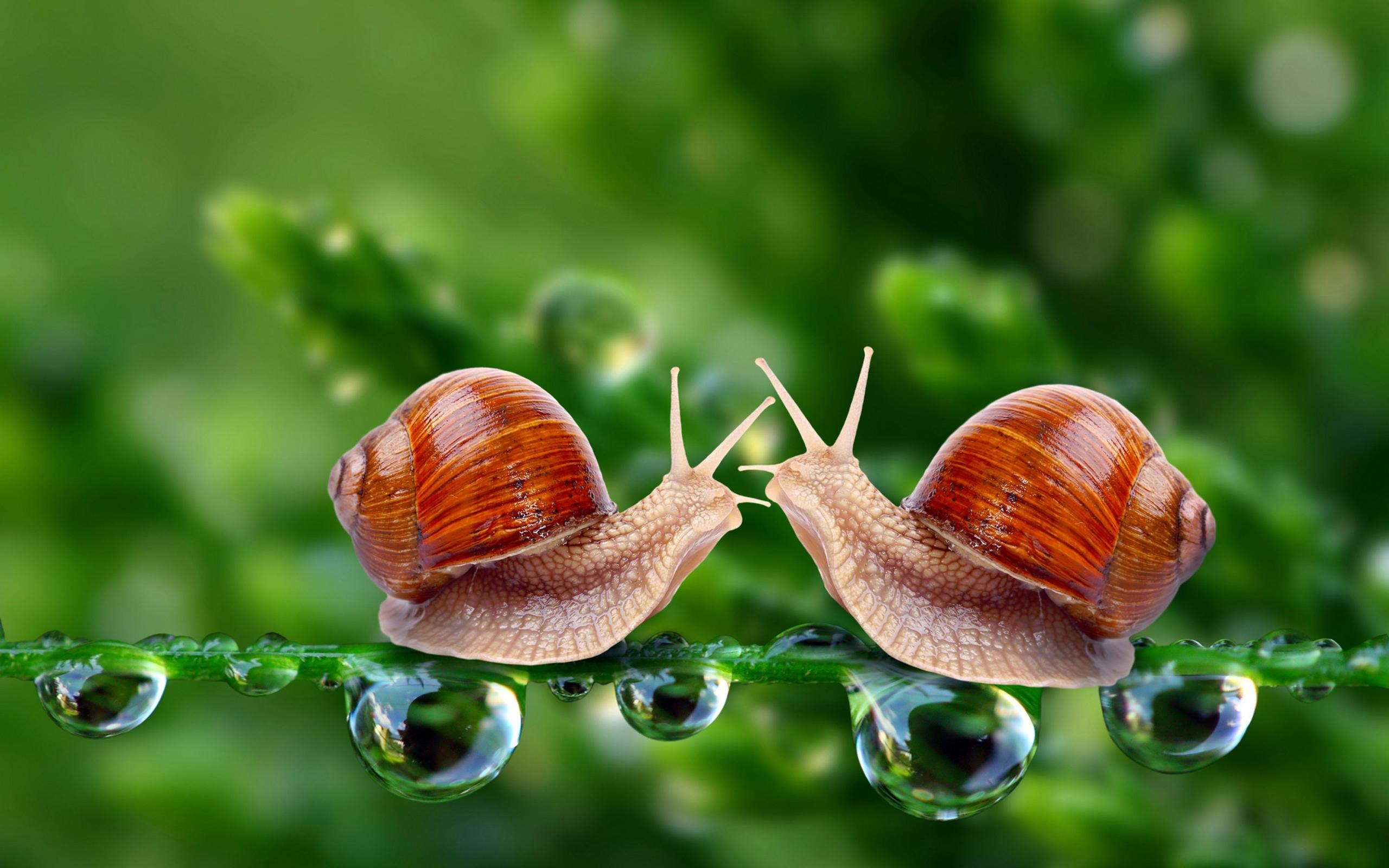 Mobile wallpaper animal, snail