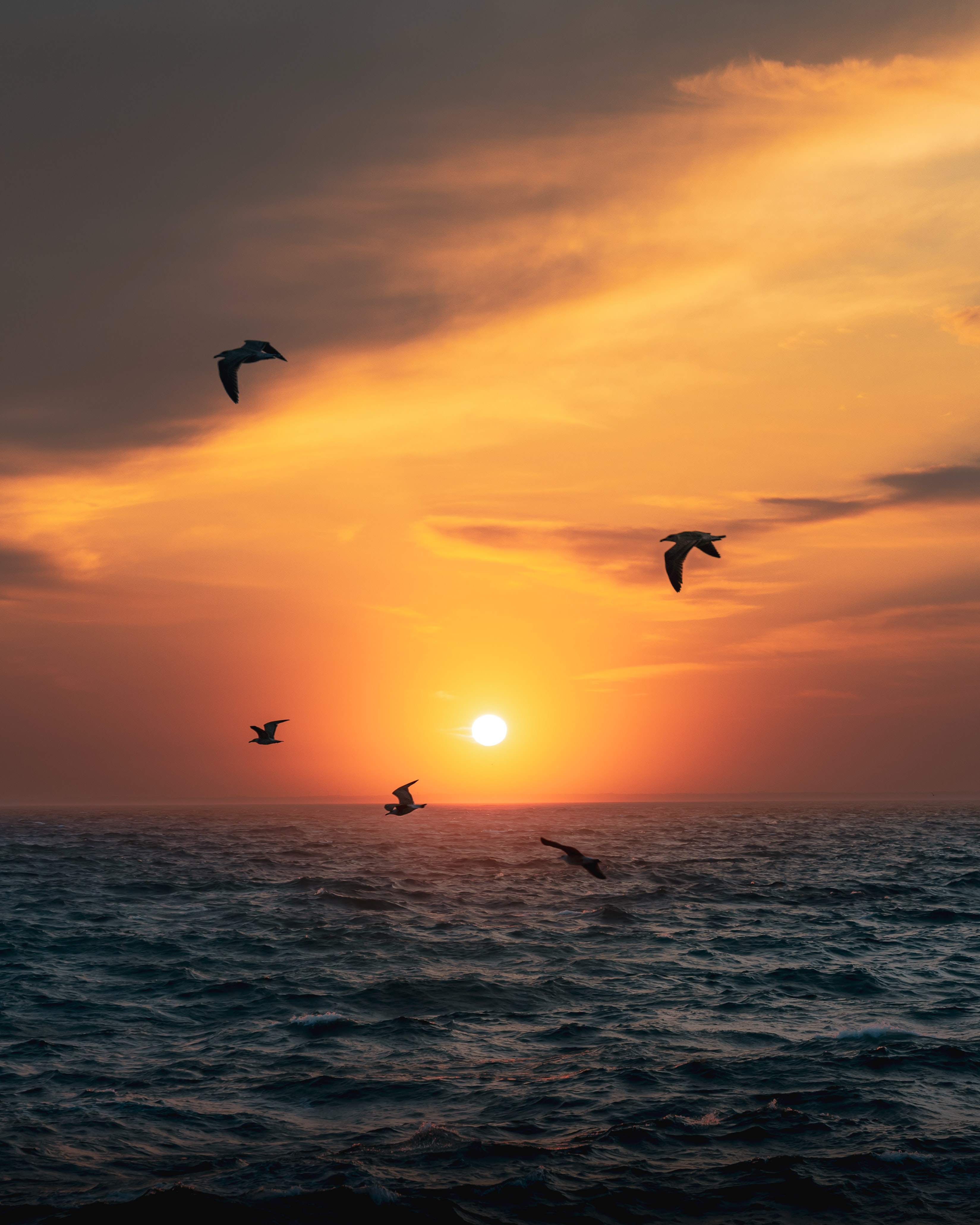 sun, sea, birds, nature, sunset, horizon lock screen backgrounds