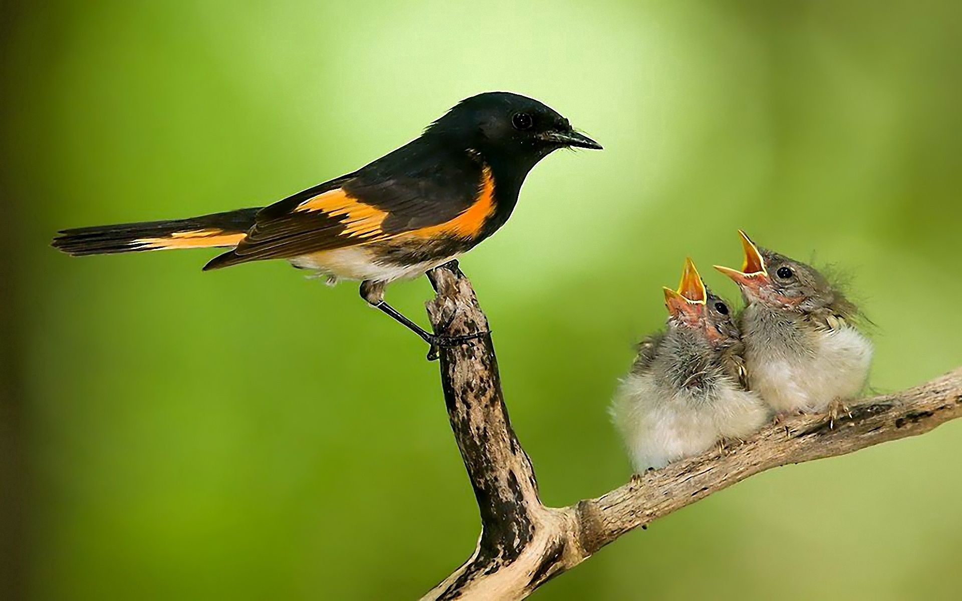 Download mobile wallpaper Nest, Chicks, Animals, Branch, Bird, Care for free.