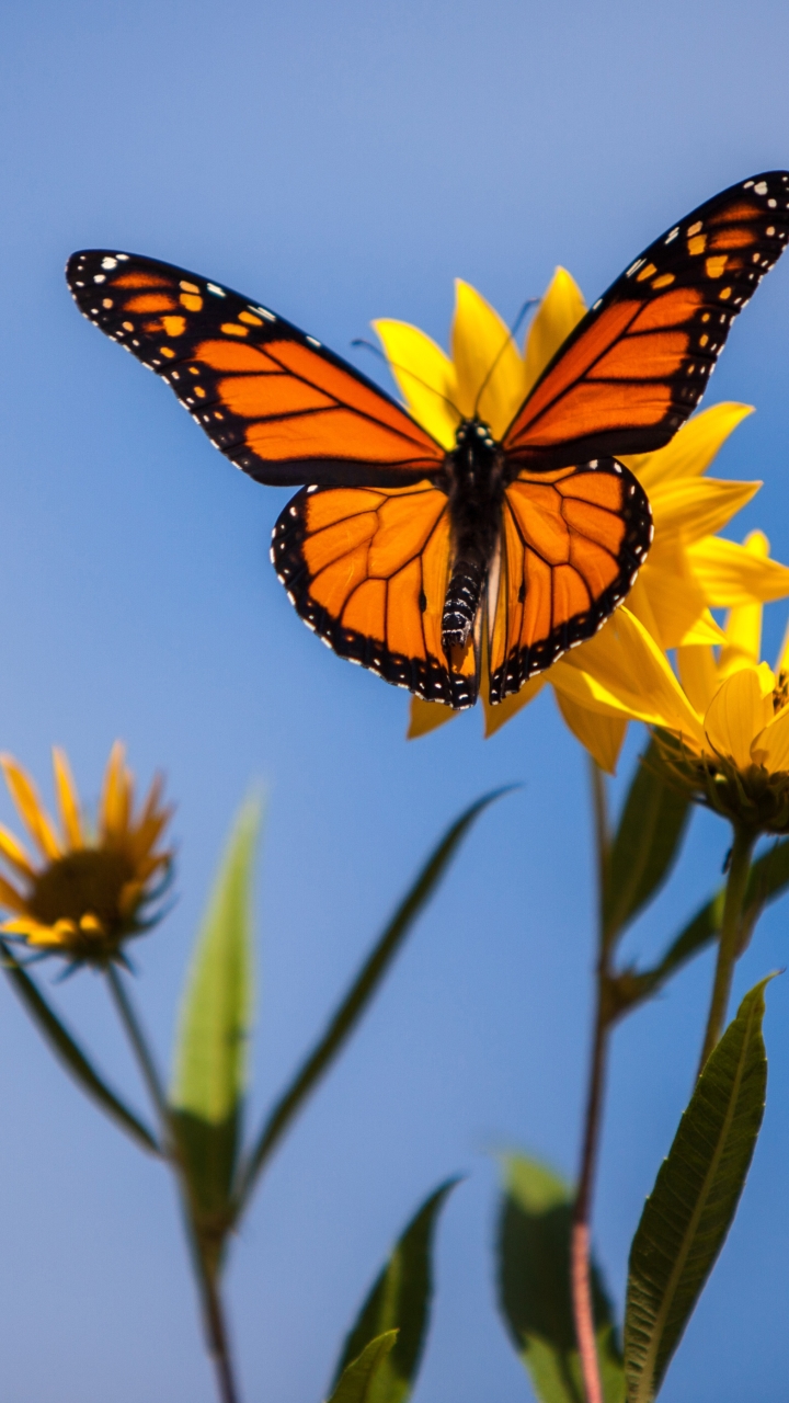 animal, butterfly, insect, flower, macro, monarch butterfly QHD